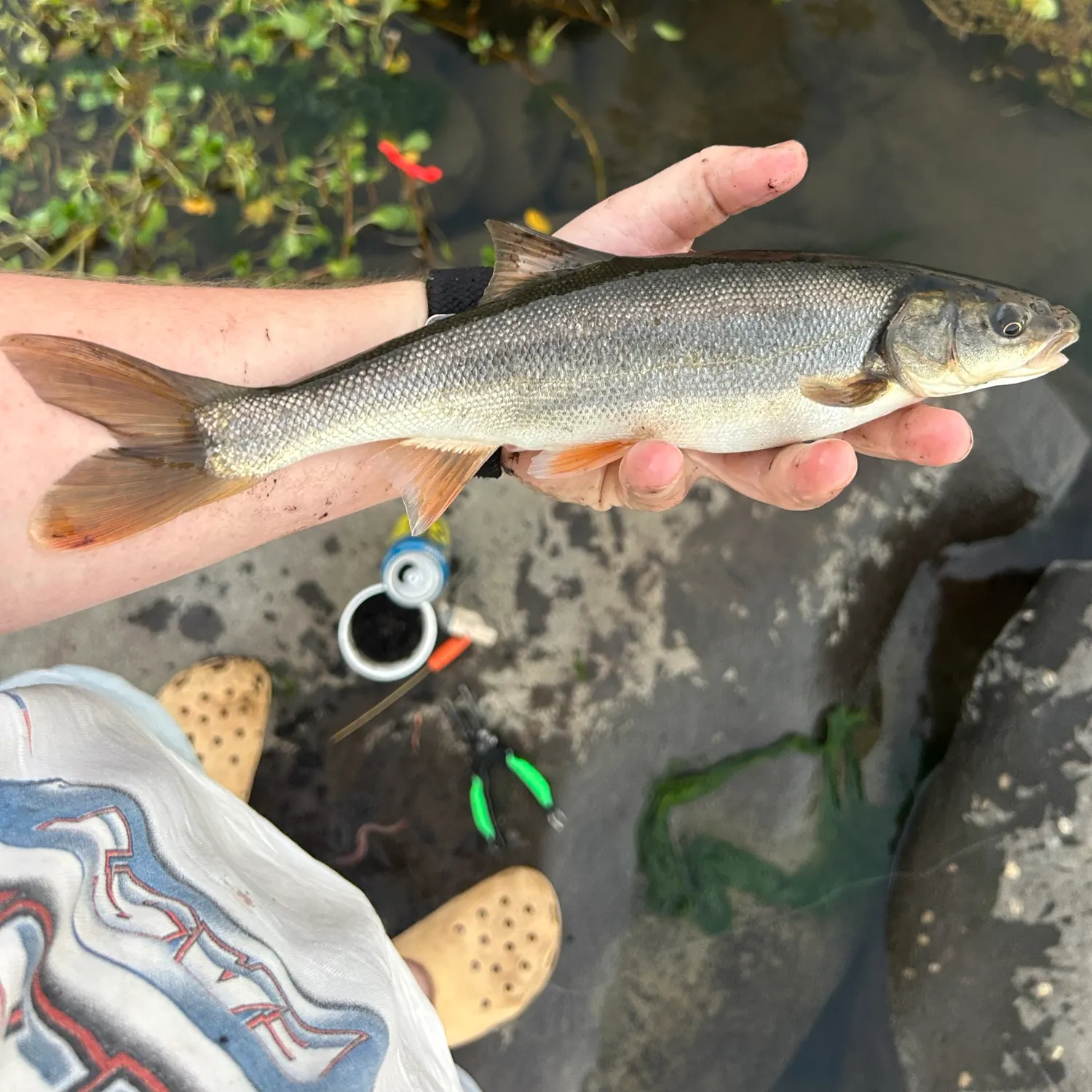 The most recent Chiselmouth catches on Fishbrain