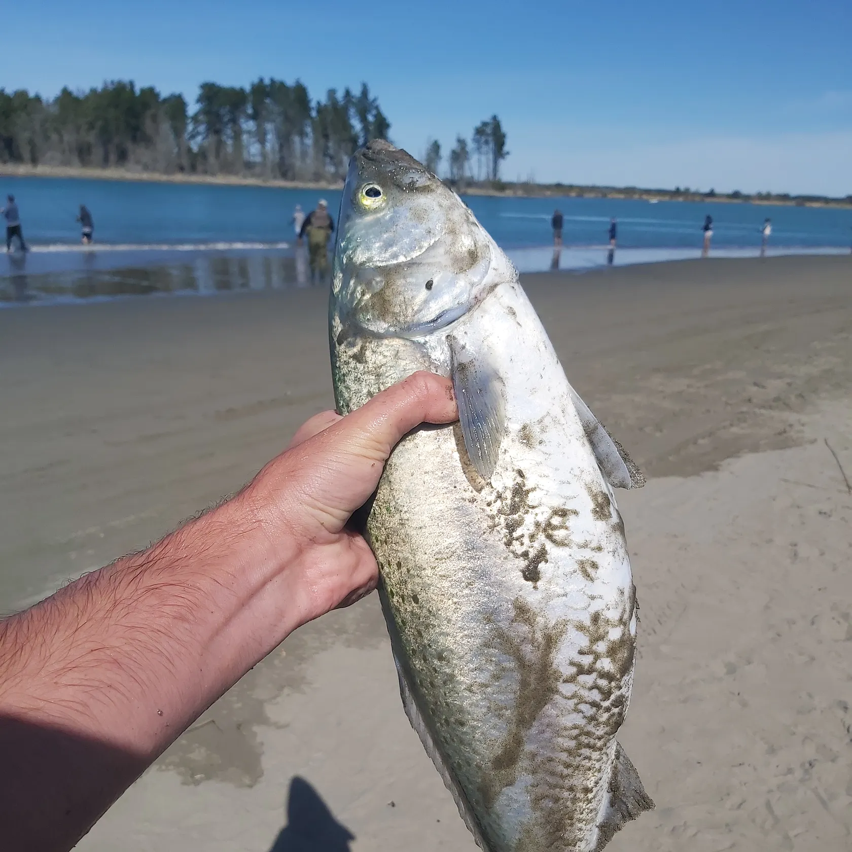 The most recent Giant kahawai catches on Fishbrain