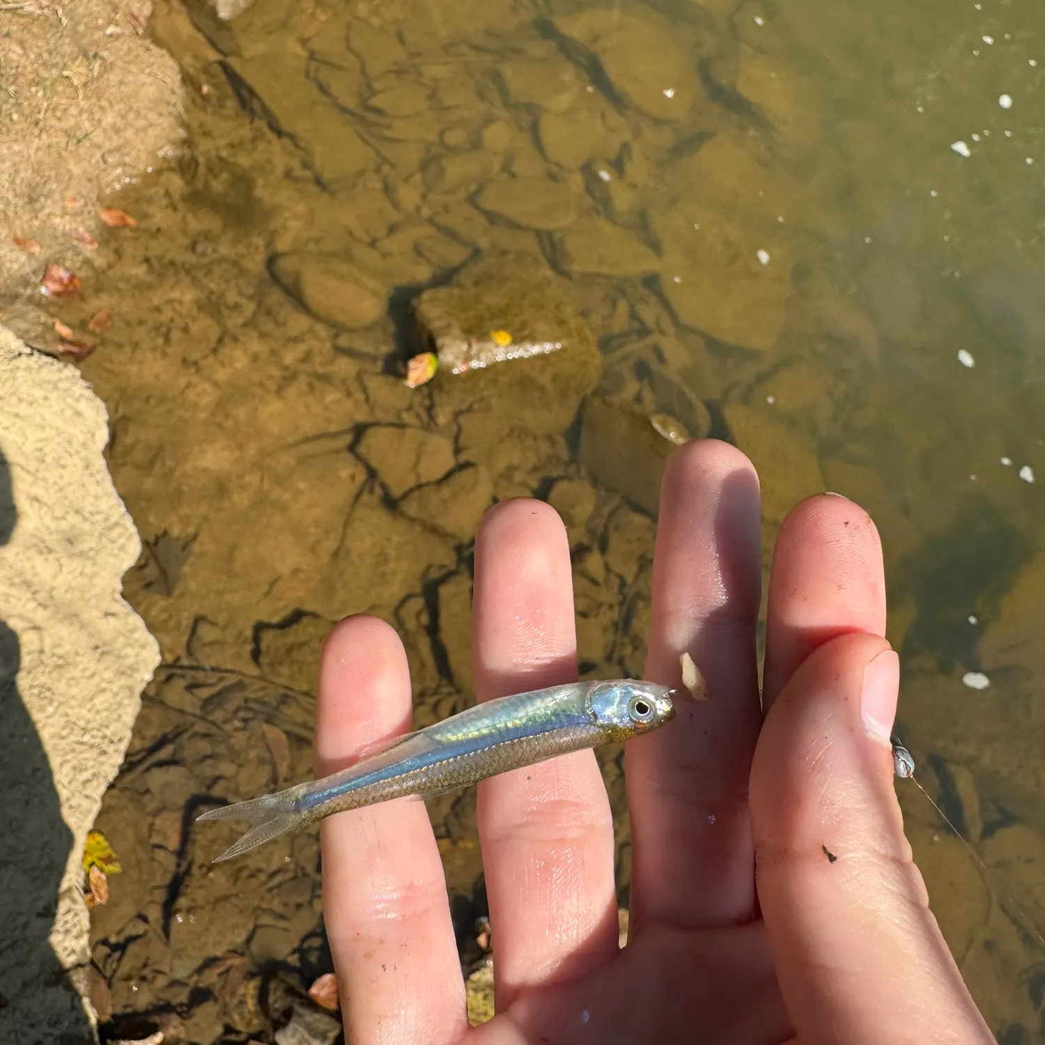 Emerald shiner caught on Fishbrain