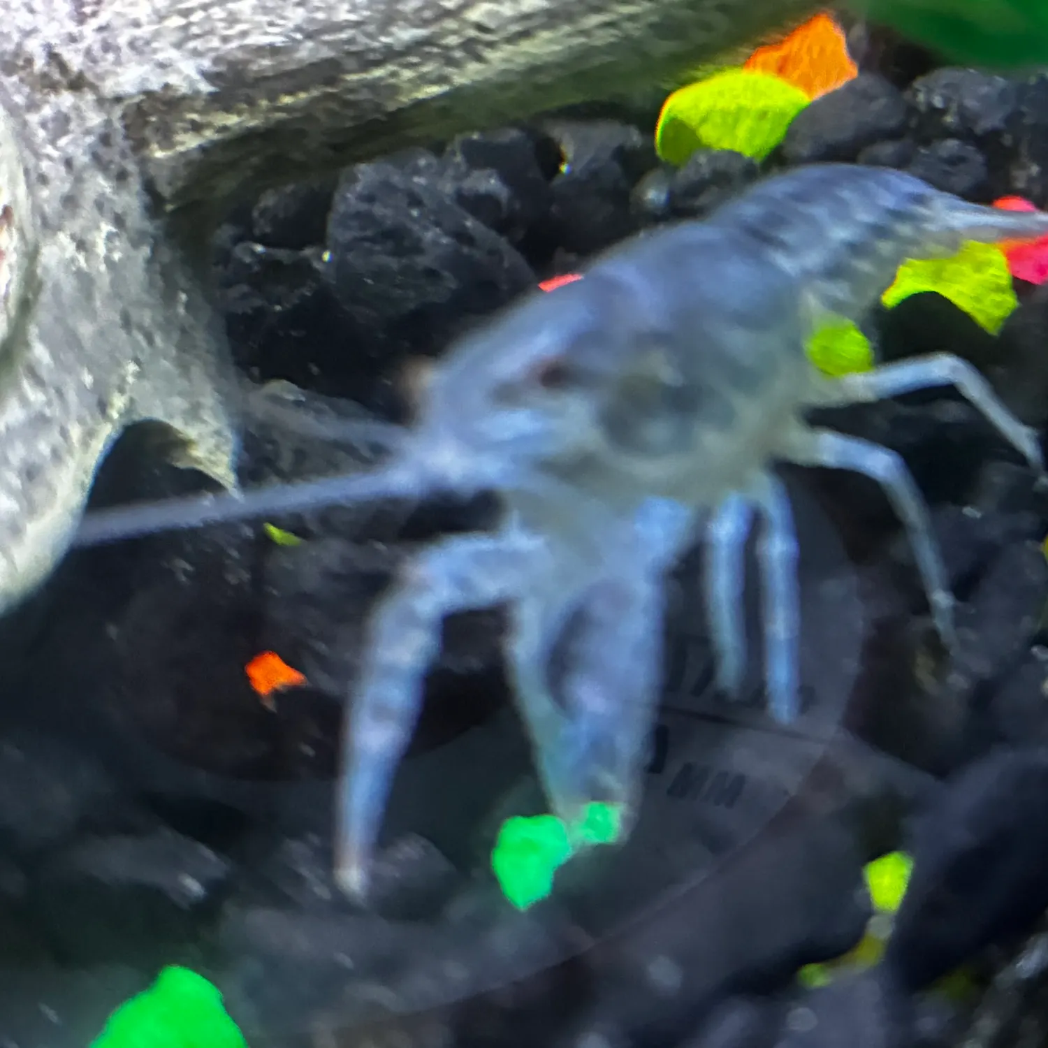The most recent Variable crayfish catches on Fishbrain