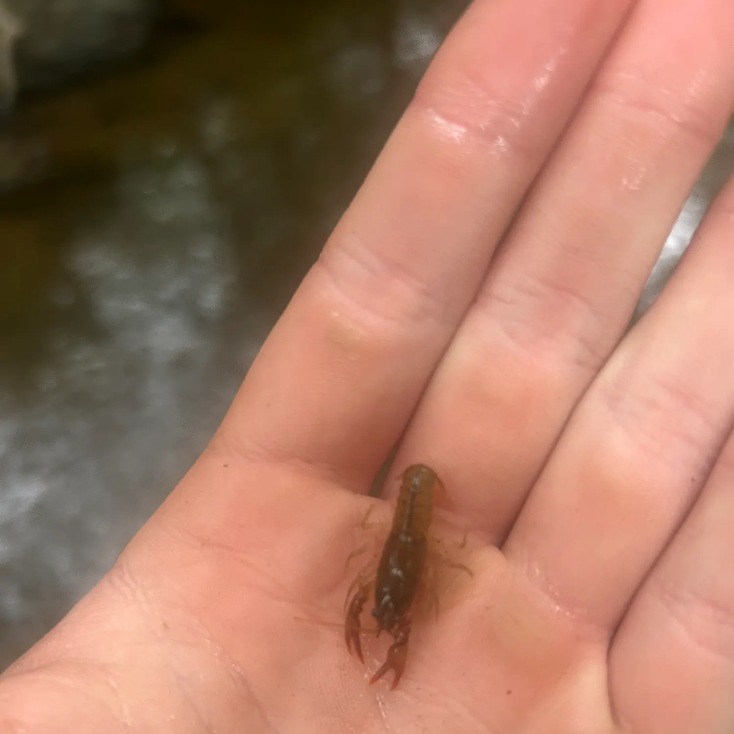 The most recent Northern clearwater crayfish catches on Fishbrain