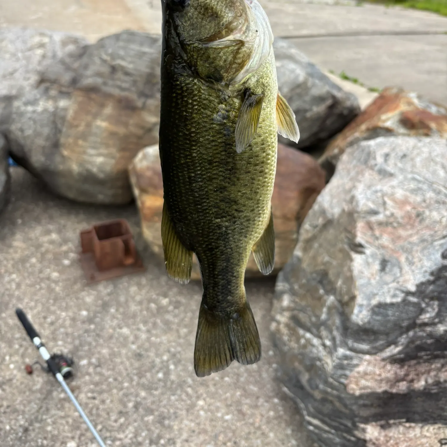 Largemouth bass caught on Fishbrain