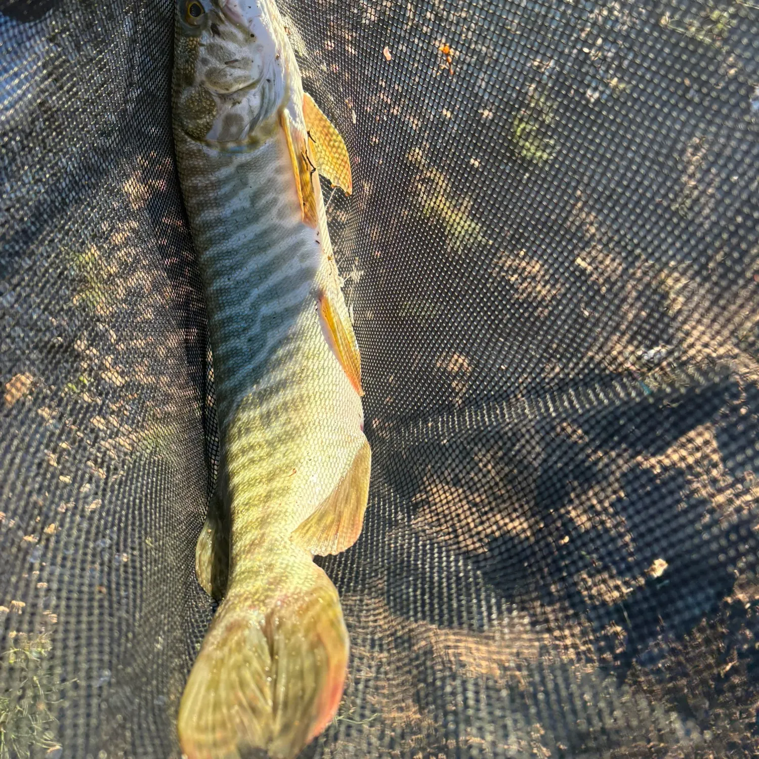 The most recent Tiger muskie catches on Fishbrain
