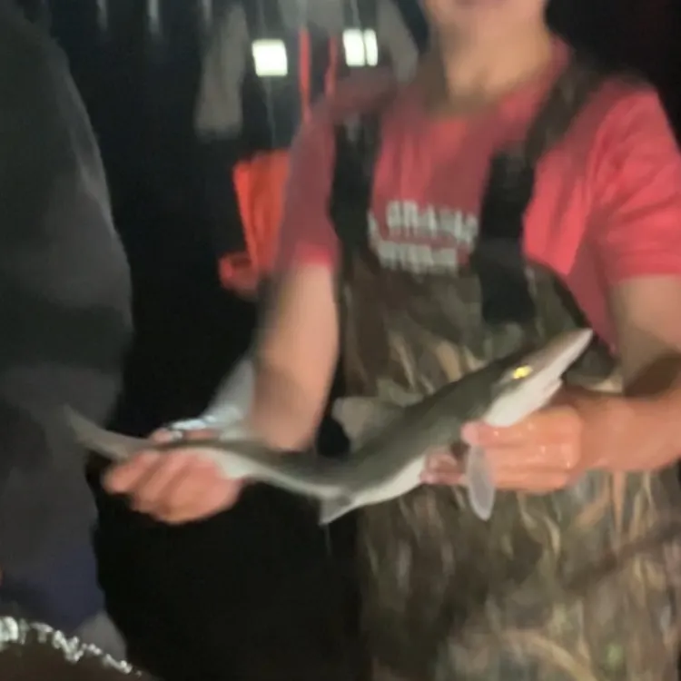 The most recent Grey smooth-hound catches on Fishbrain