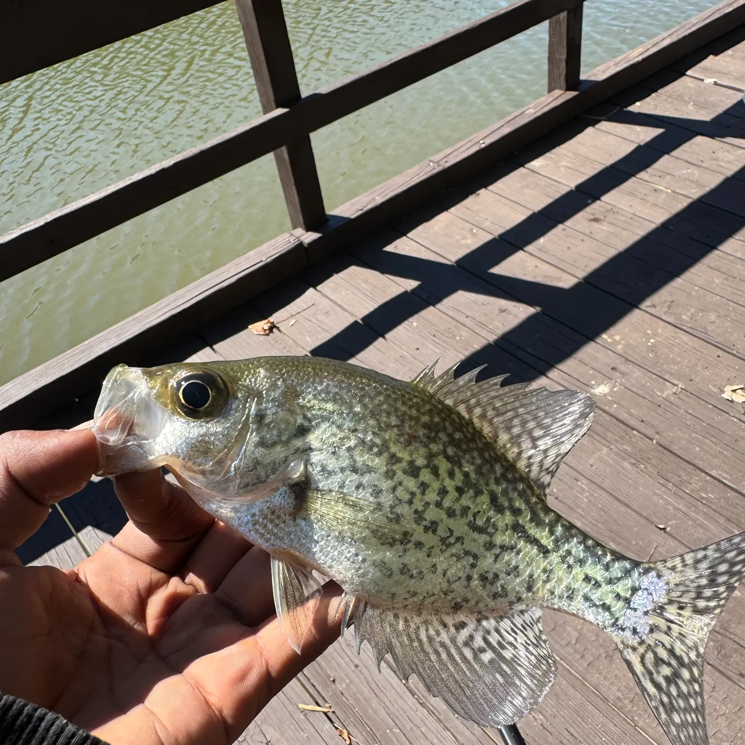 Black crappie caught on Fishbrain