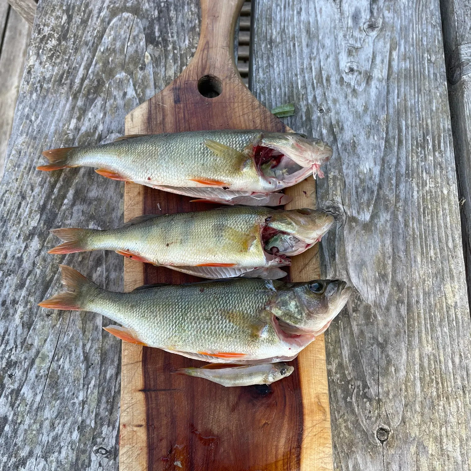 recently logged catches