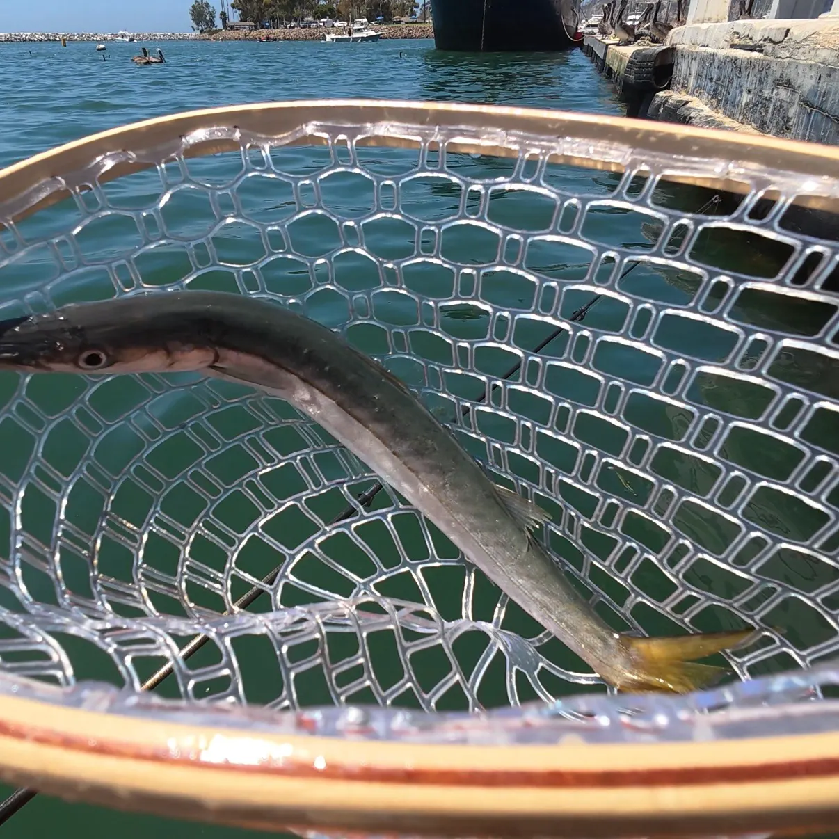 The most recent Pacific barracuda catches on Fishbrain