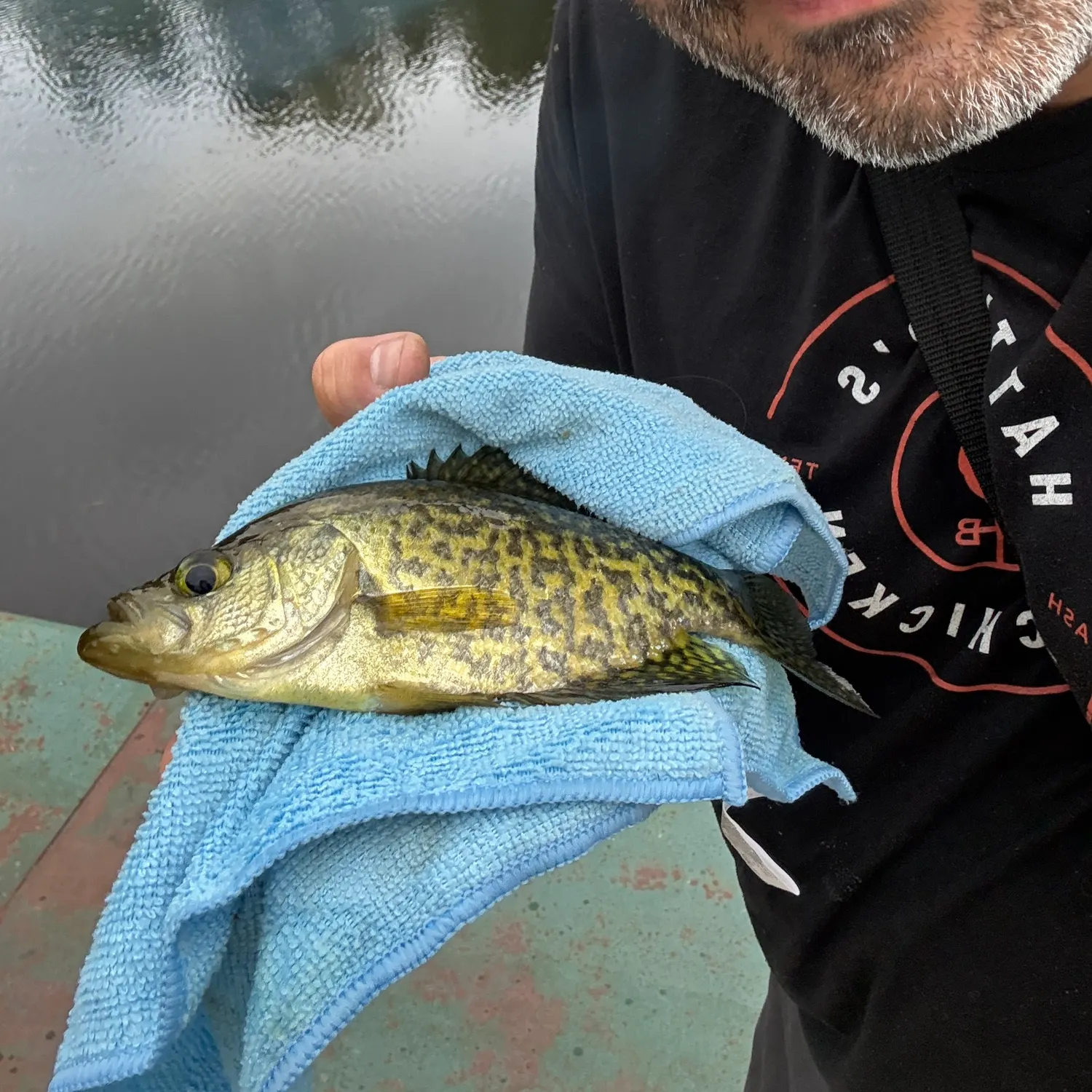 Black crappie caught on Fishbrain