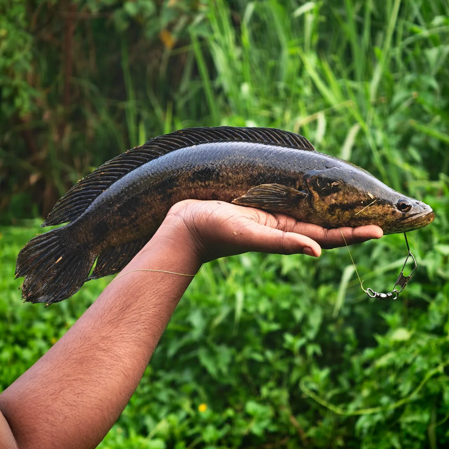 The most recent Forest snakehead catches on Fishbrain
