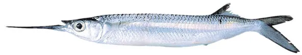 Three-by-two garfish