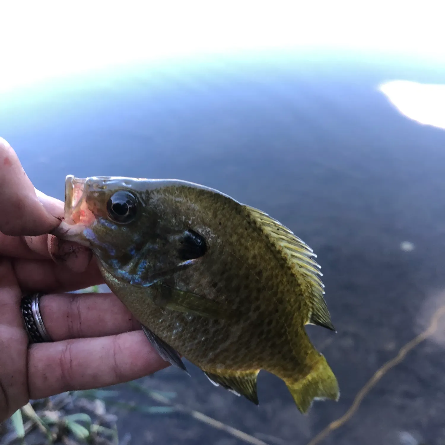 Greengill hybrid caught on Fishbrain