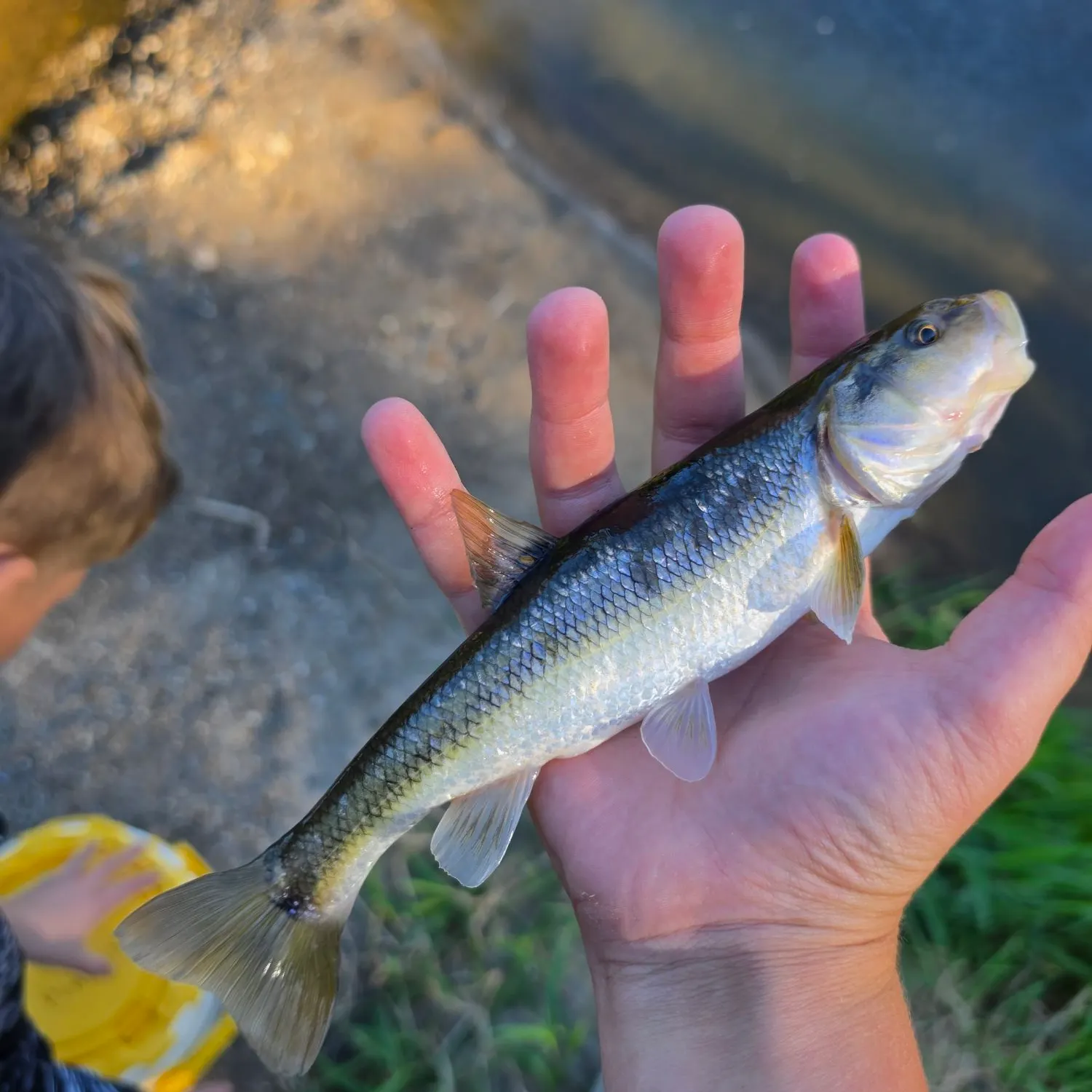 Creek chub caught on Fishbrain