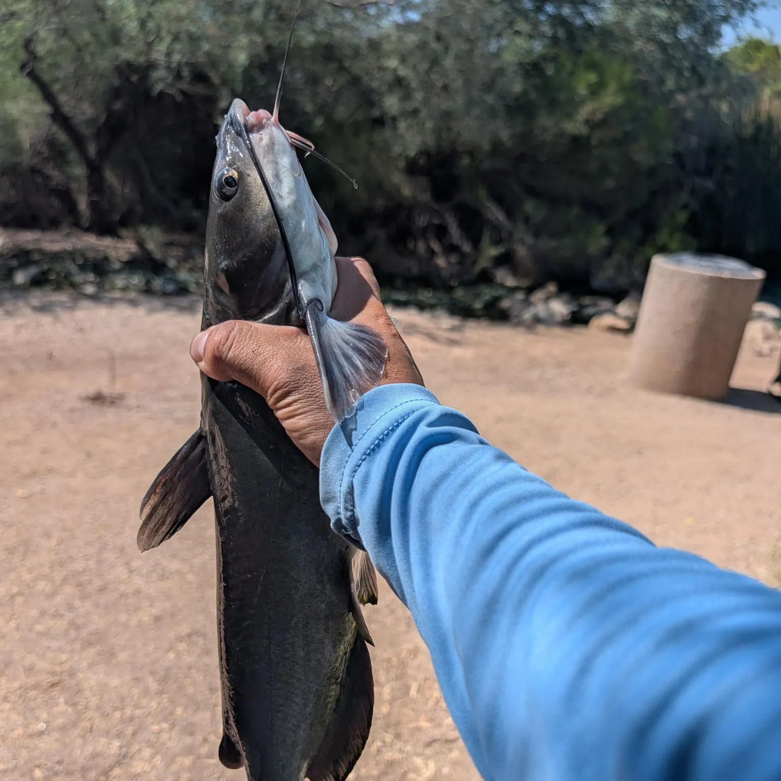 Channel catfish caught on Fishbrain