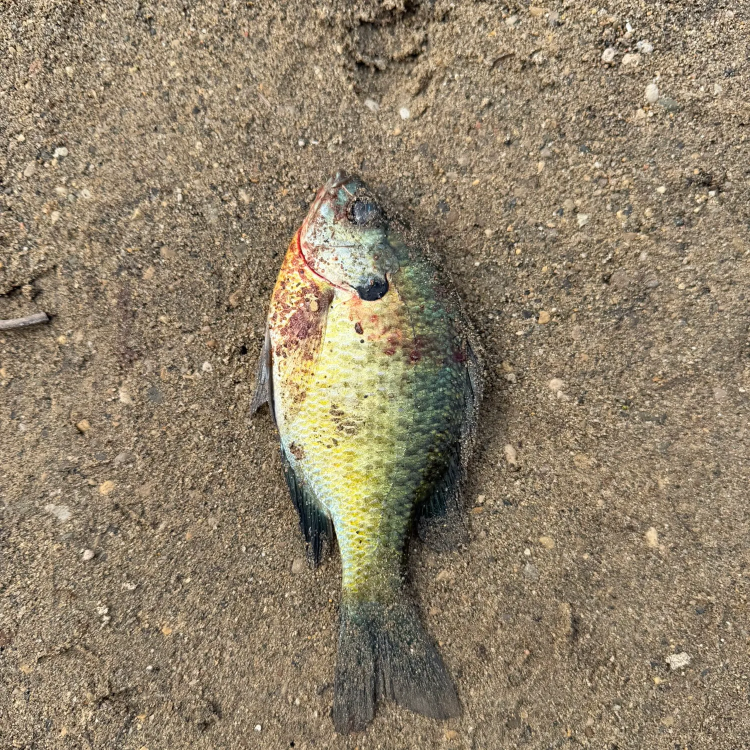 Green sunfish caught on Fishbrain