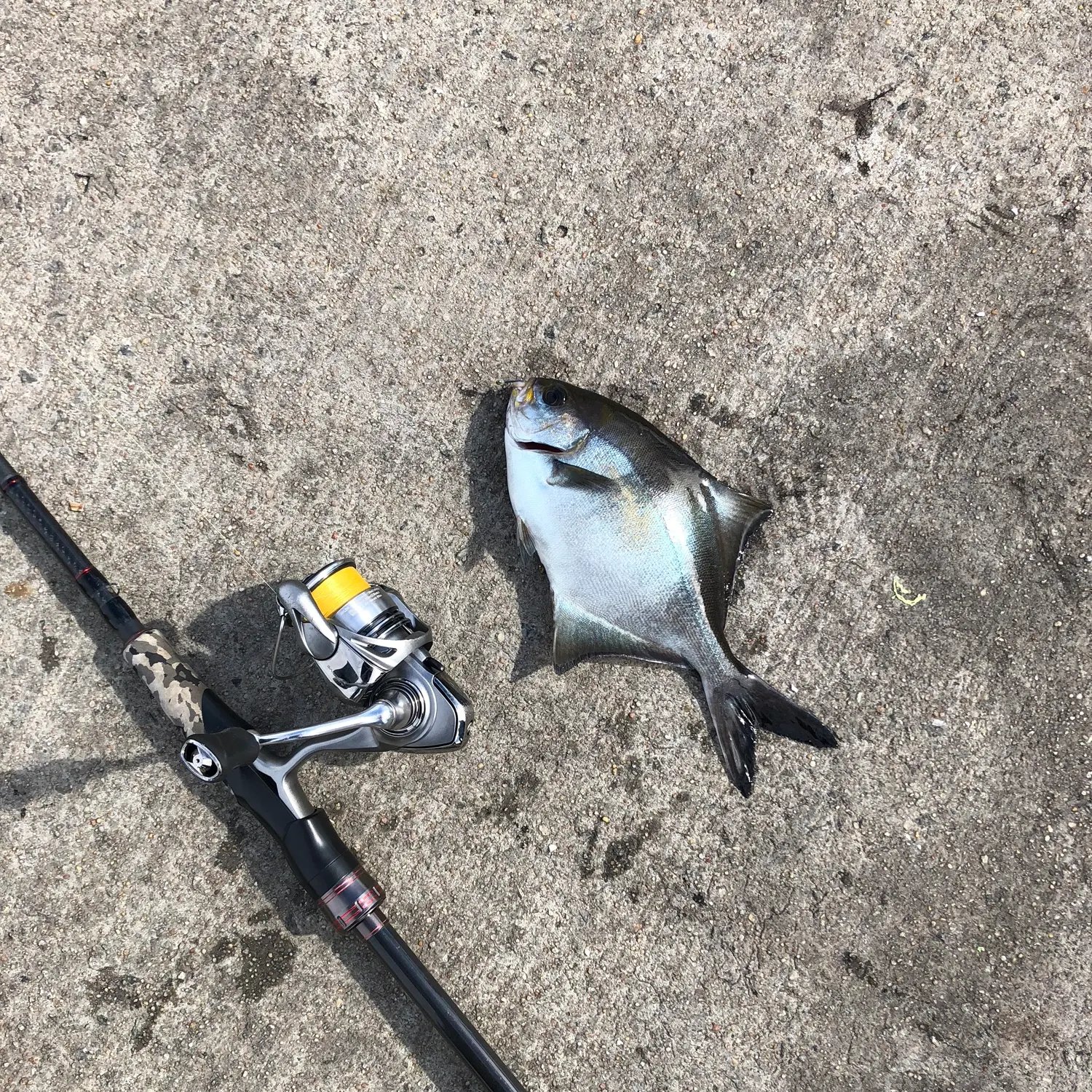 The most recent Silver sweep catches on Fishbrain