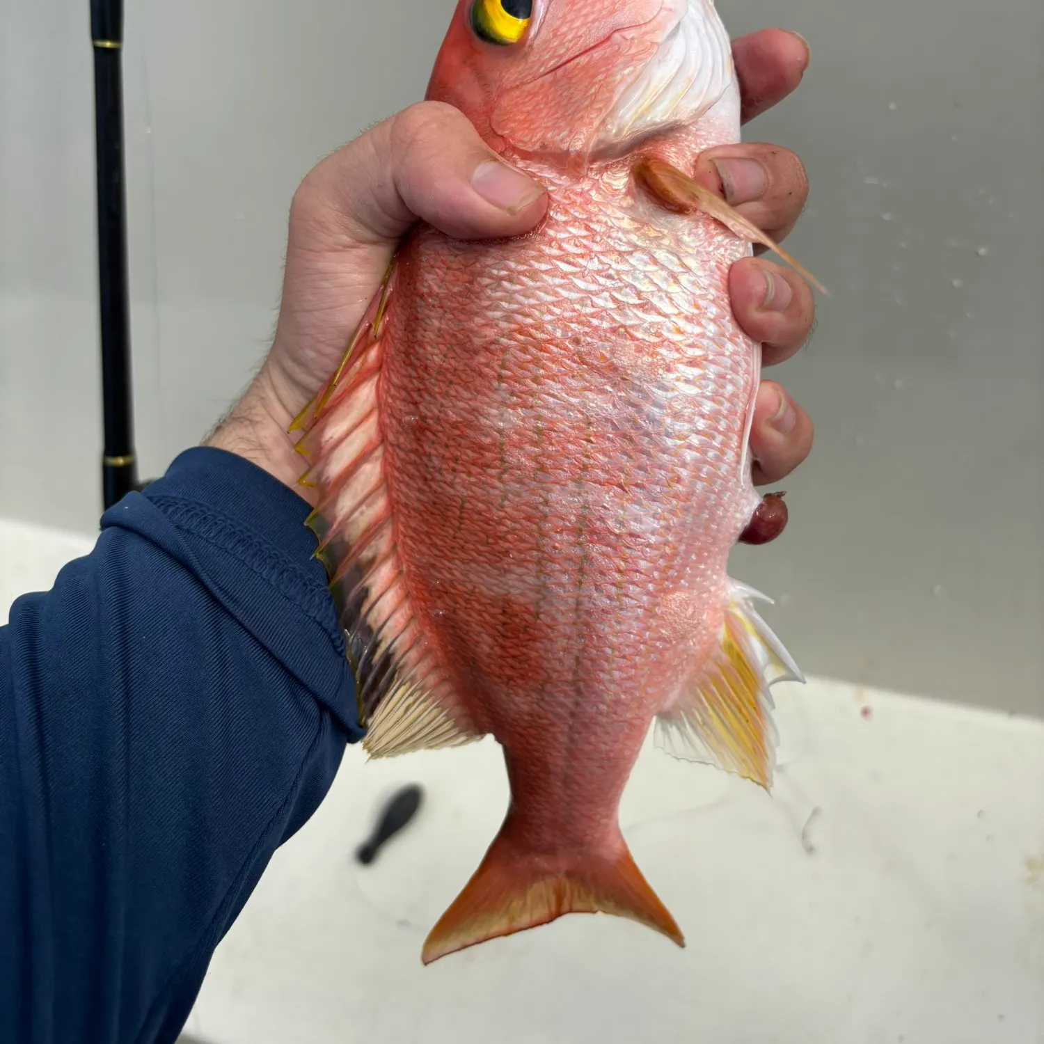 The most recent Silk snapper catches on Fishbrain