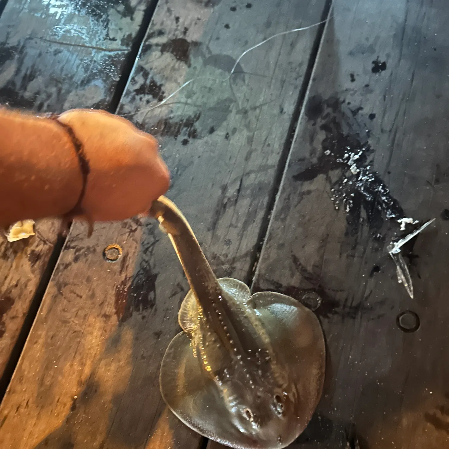 The most recent Thornback ray catches on Fishbrain