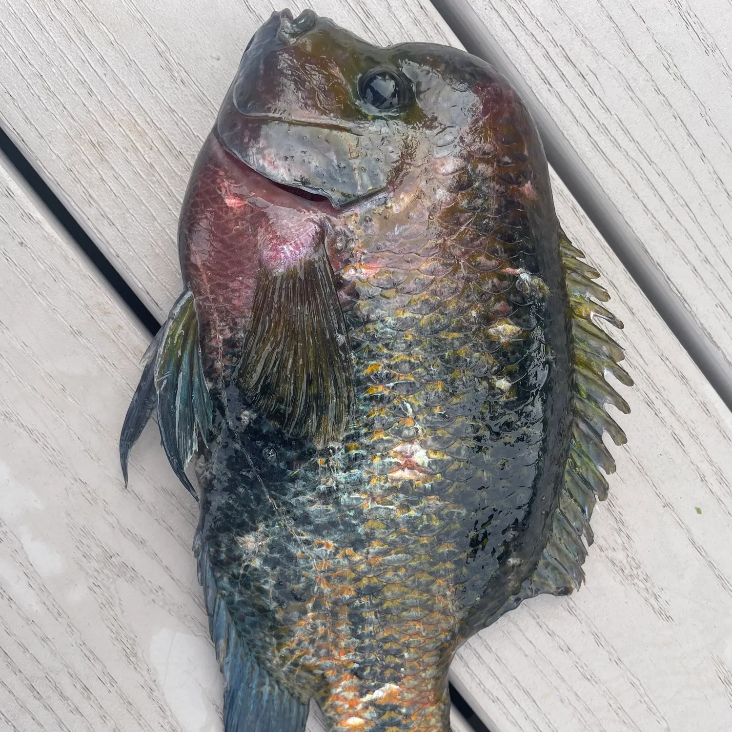 The most recent Redhead cichlid catches on Fishbrain