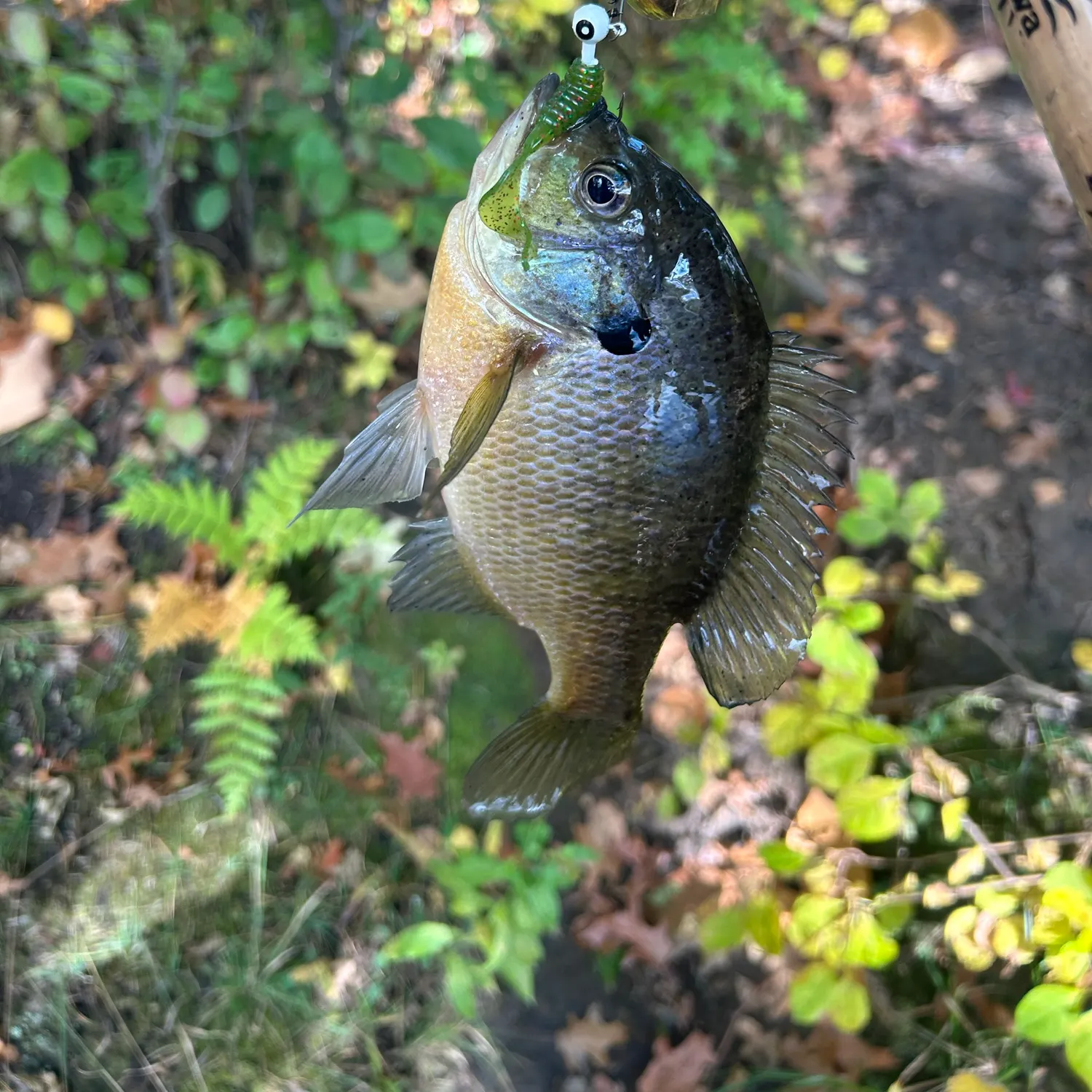Bluegill caught on Fishbrain