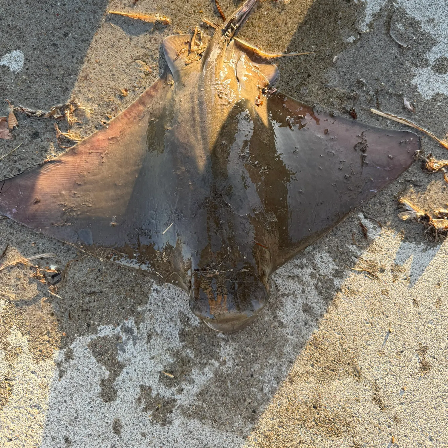 Bat eagle ray caught on Fishbrain