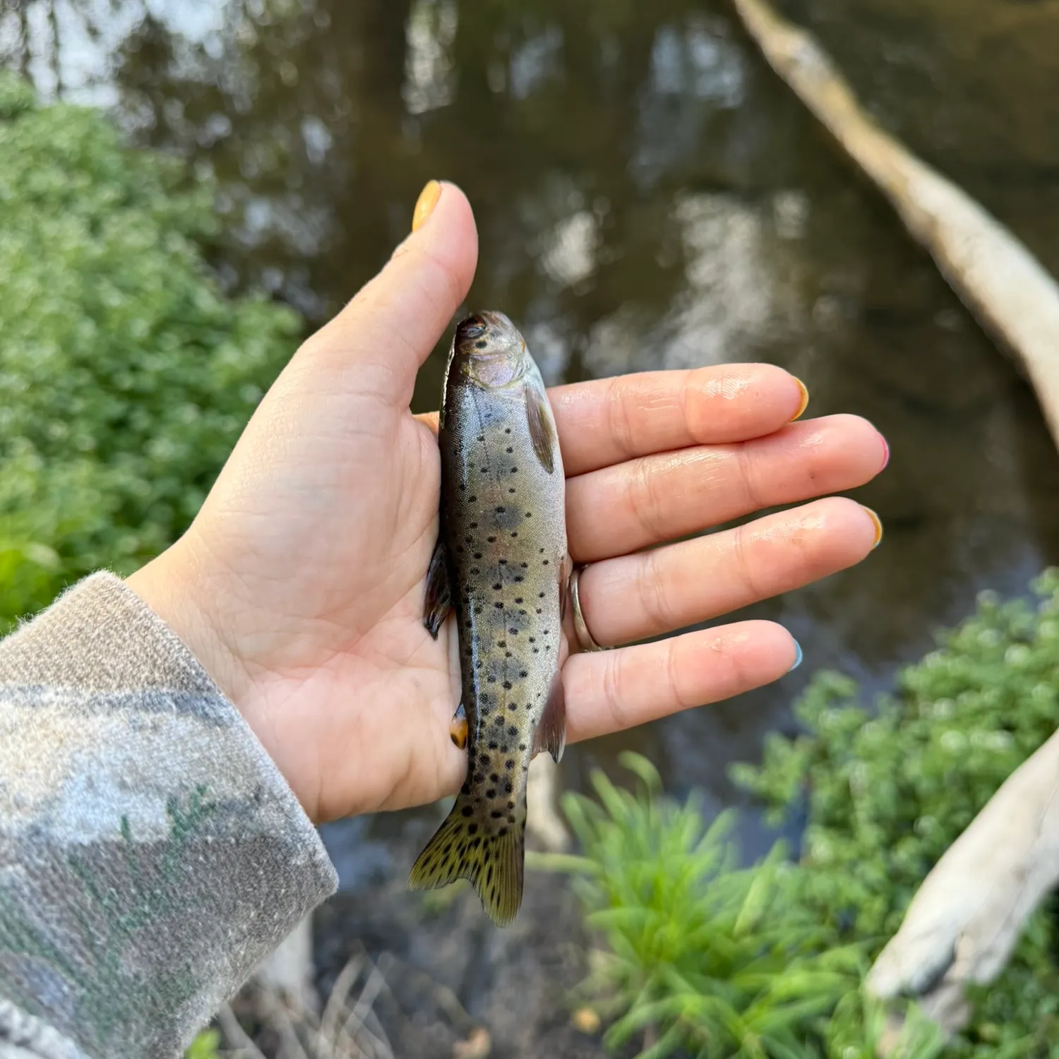 The most recent Brown trout catches on Fishbrain