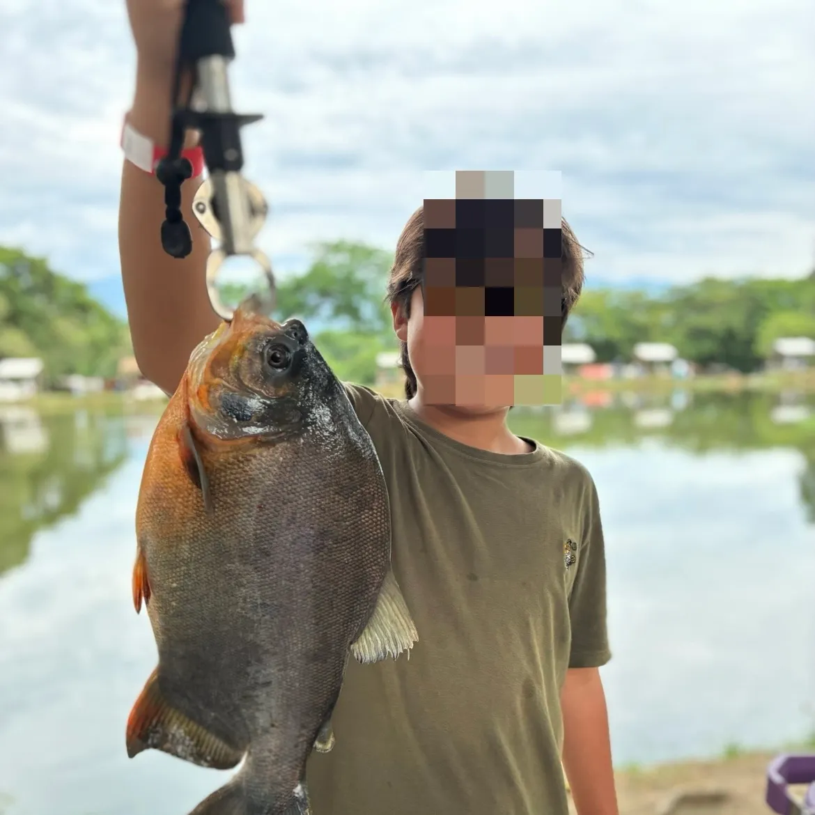 The most recent Black pacu catches on Fishbrain