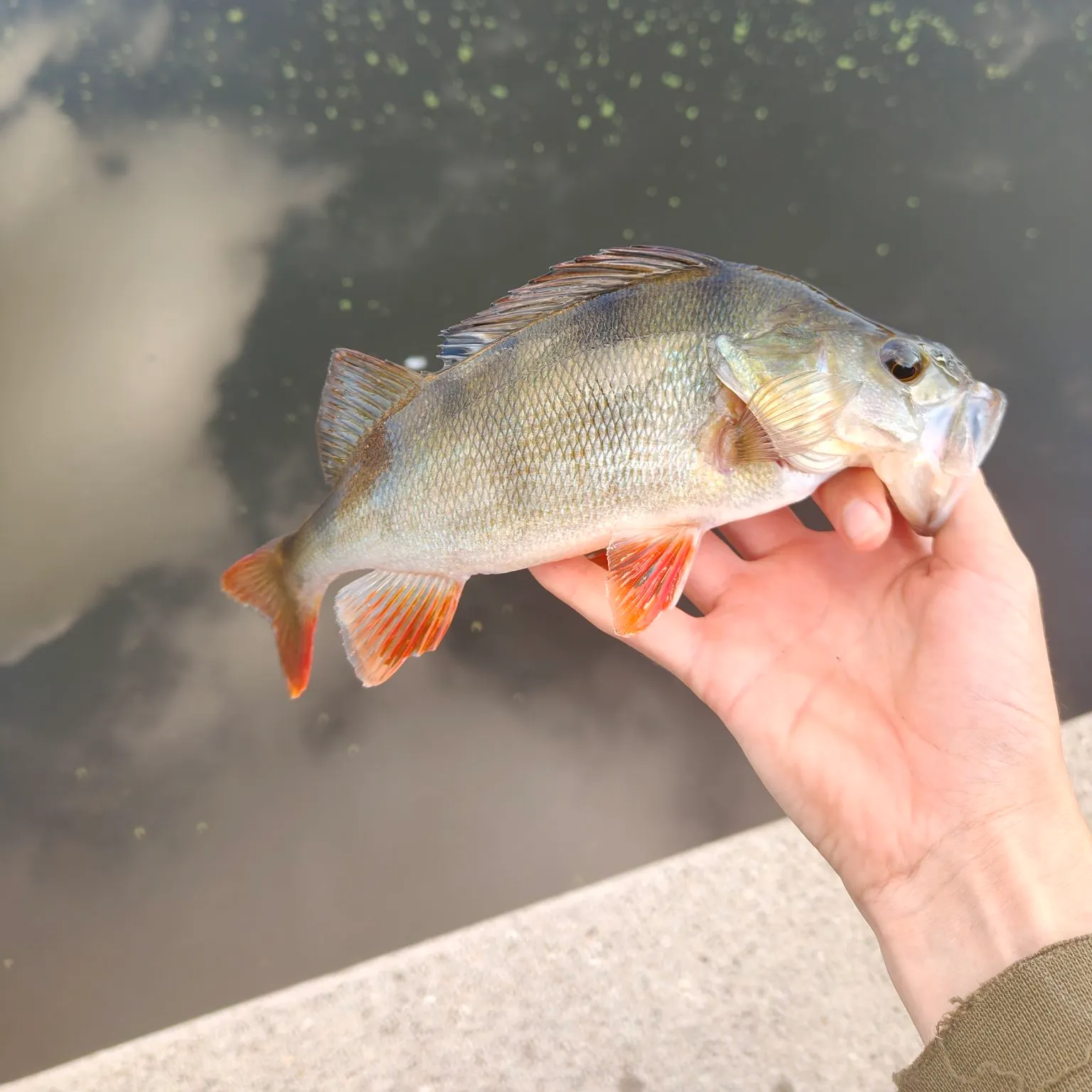 European perch caught on Fishbrain