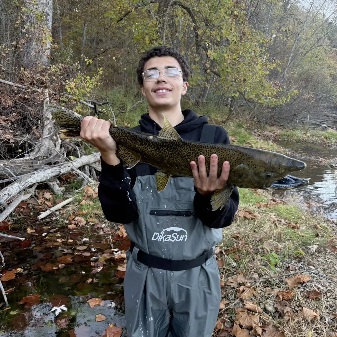 Chinook salmon caught on Fishbrain