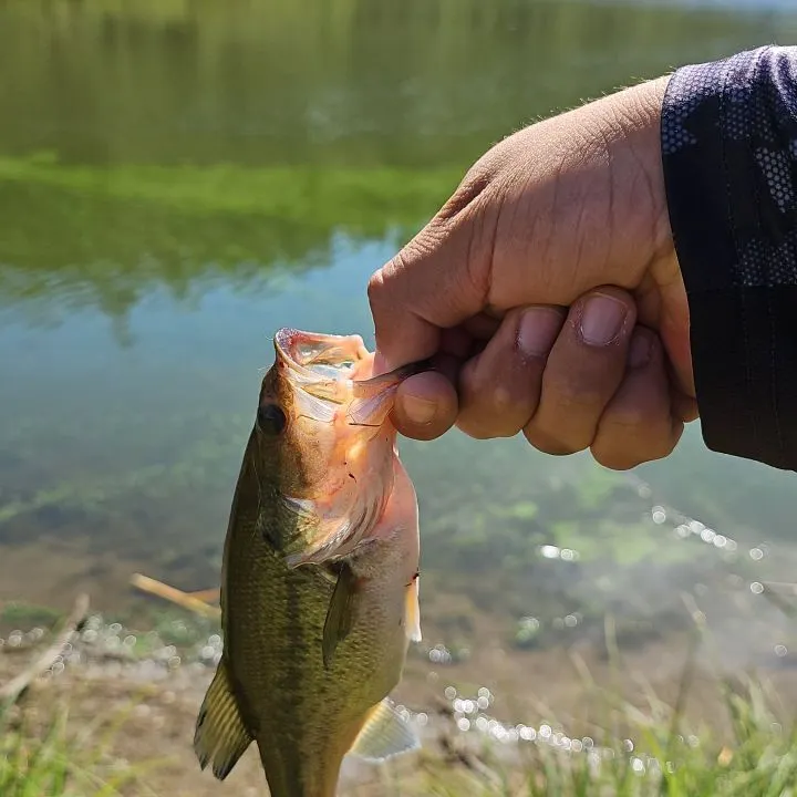 The most recent Largemouth bass catches on Fishbrain