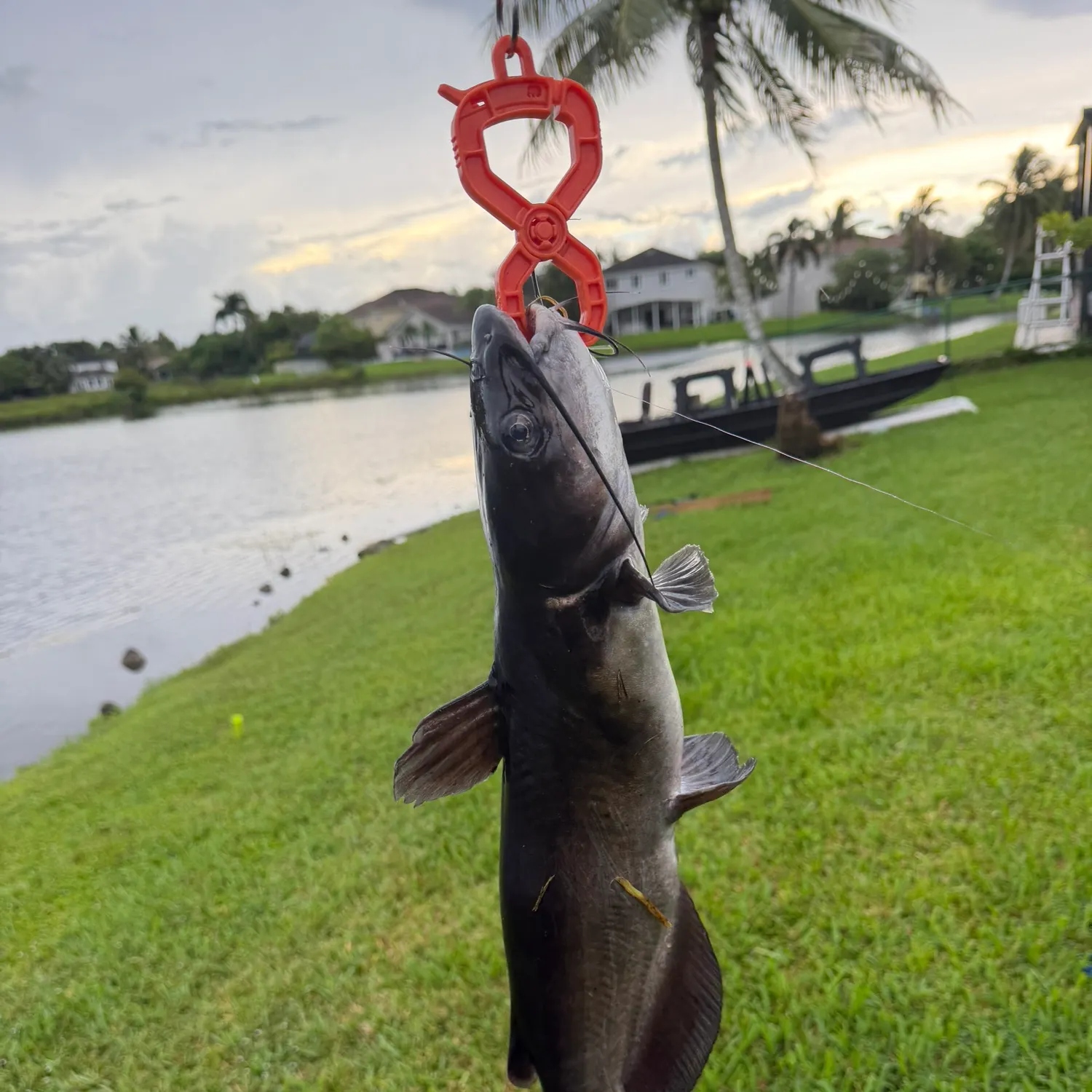 Channel catfish caught on Fishbrain