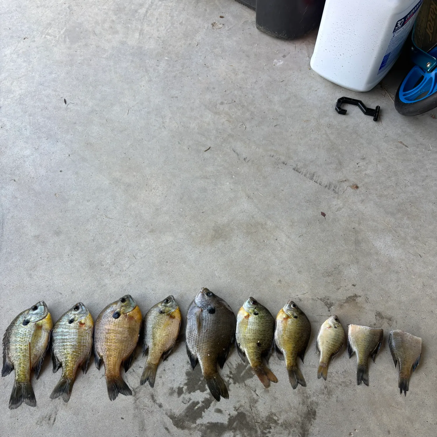 recently logged catches