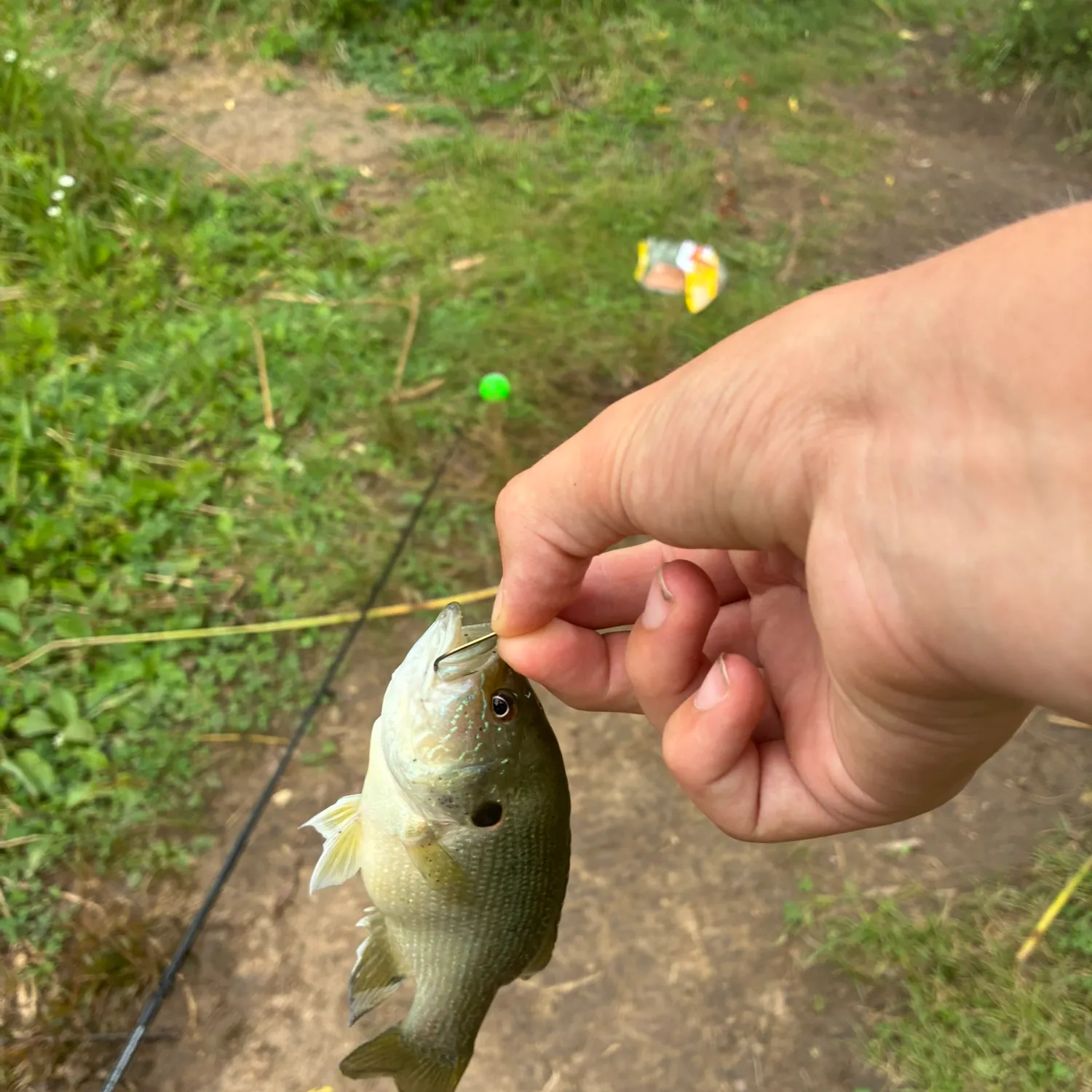 Green sunfish caught on Fishbrain