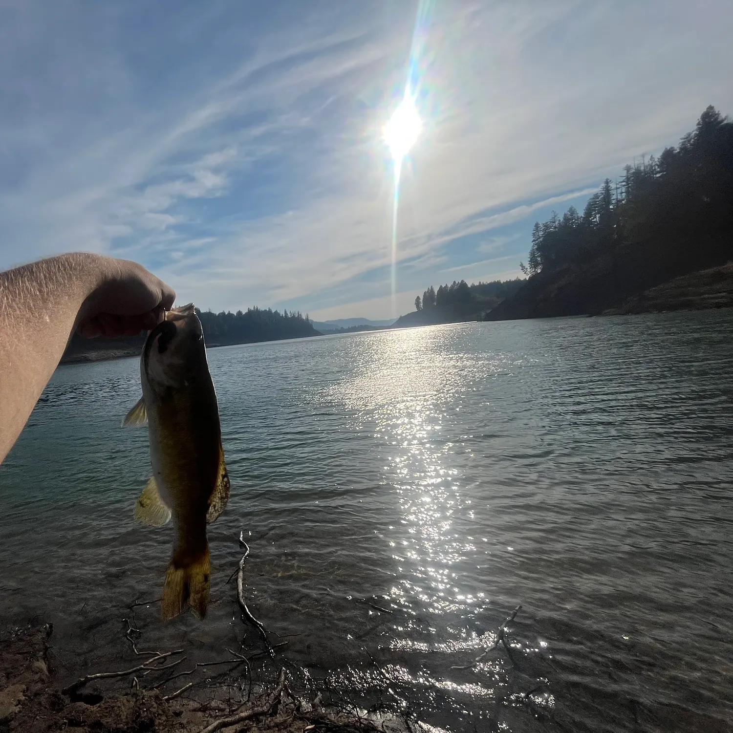 Smallmouth bass caught on Fishbrain