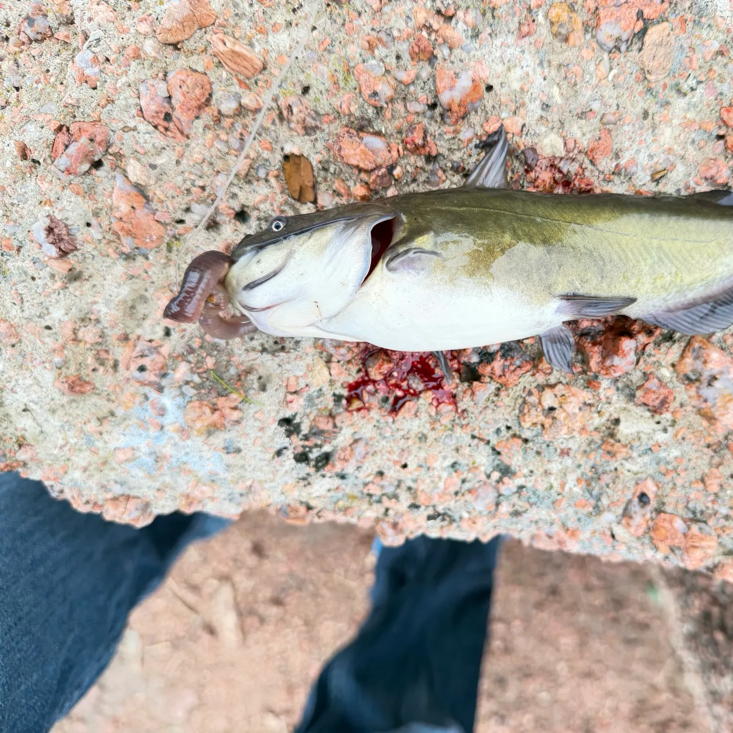 Channel catfish caught on Fishbrain