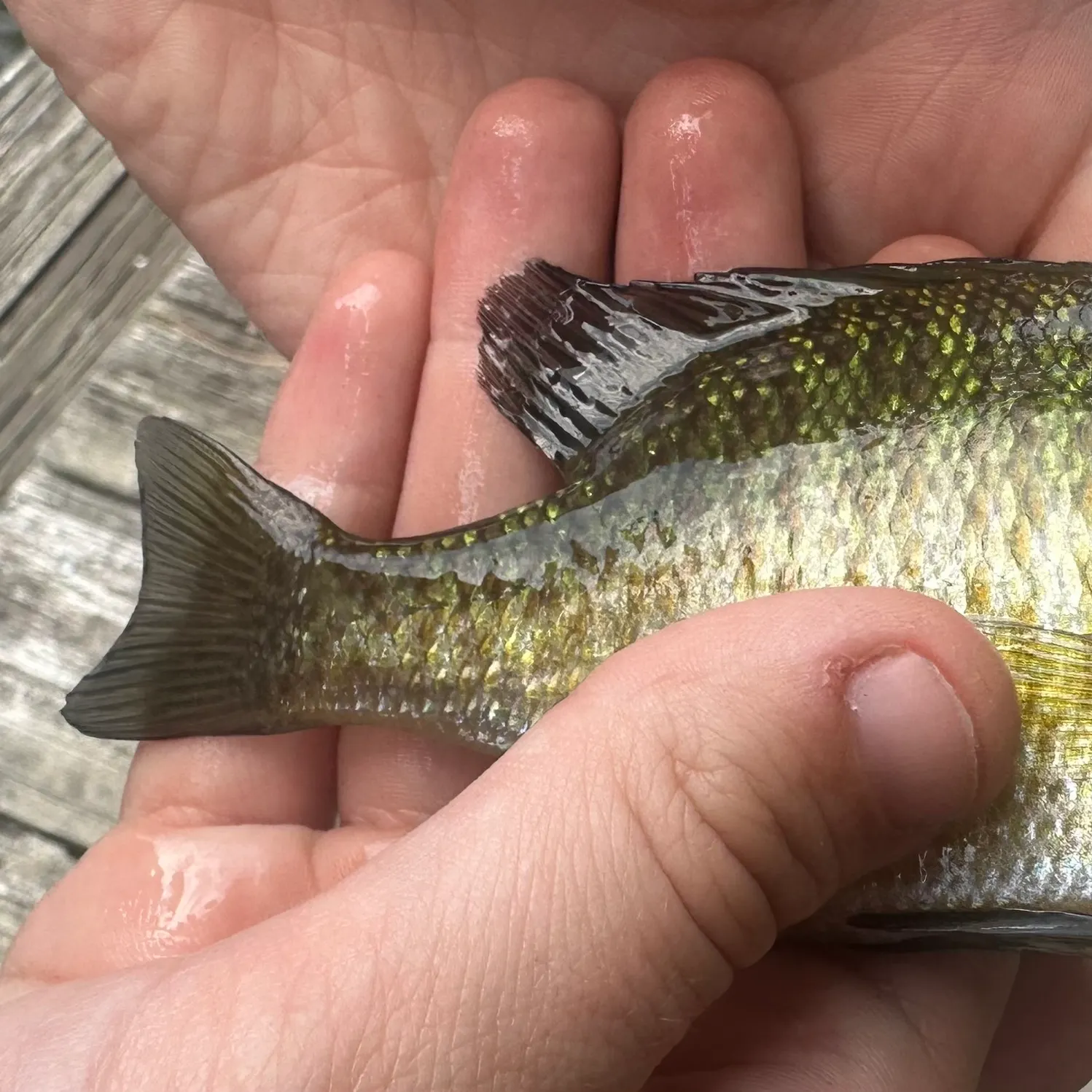 Bluegill caught on Fishbrain