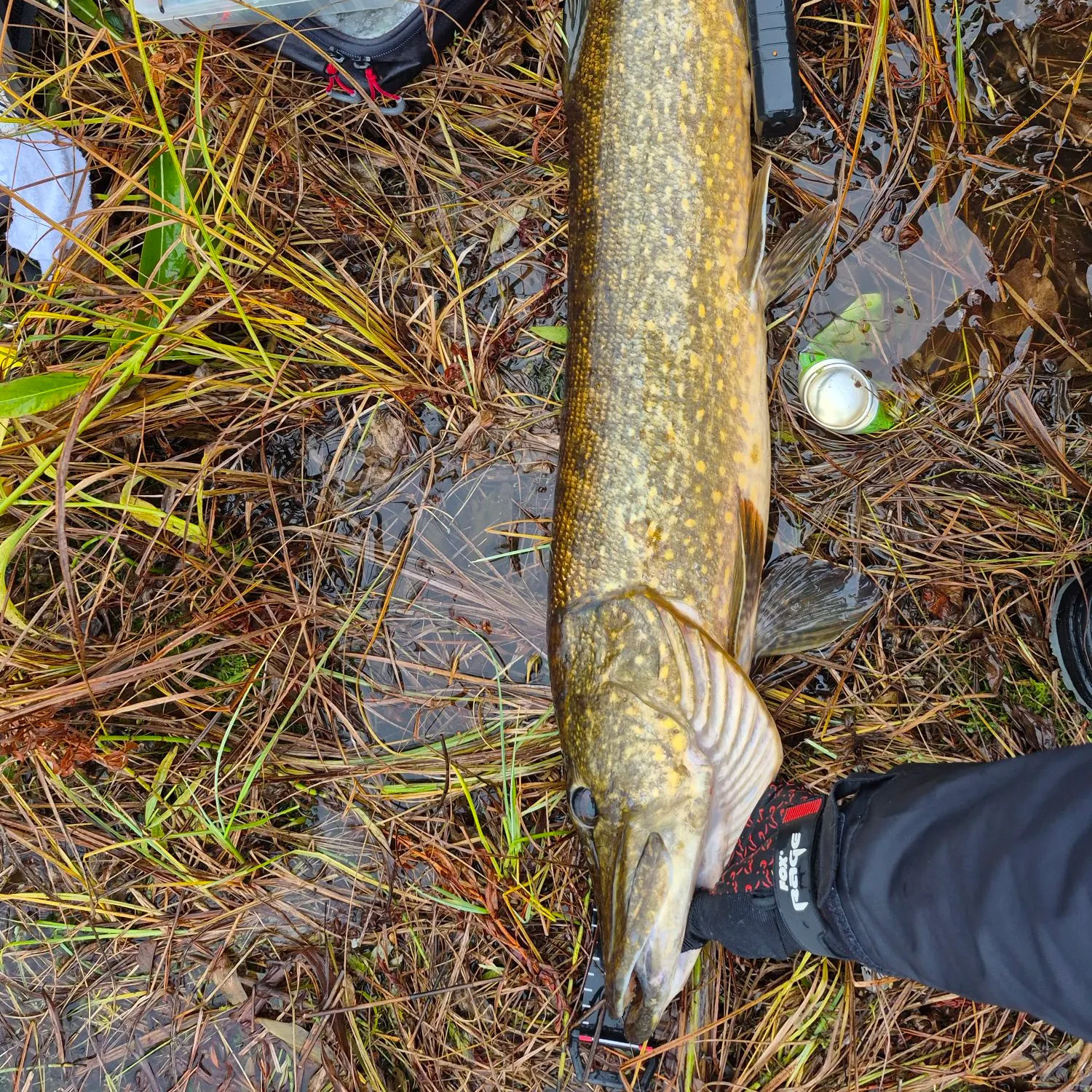 Northern pike caught on Fishbrain