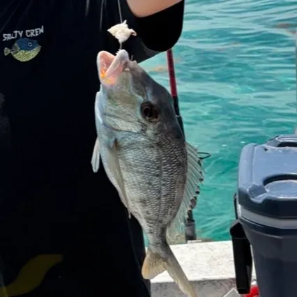 Mangrove snapper caught on Fishbrain