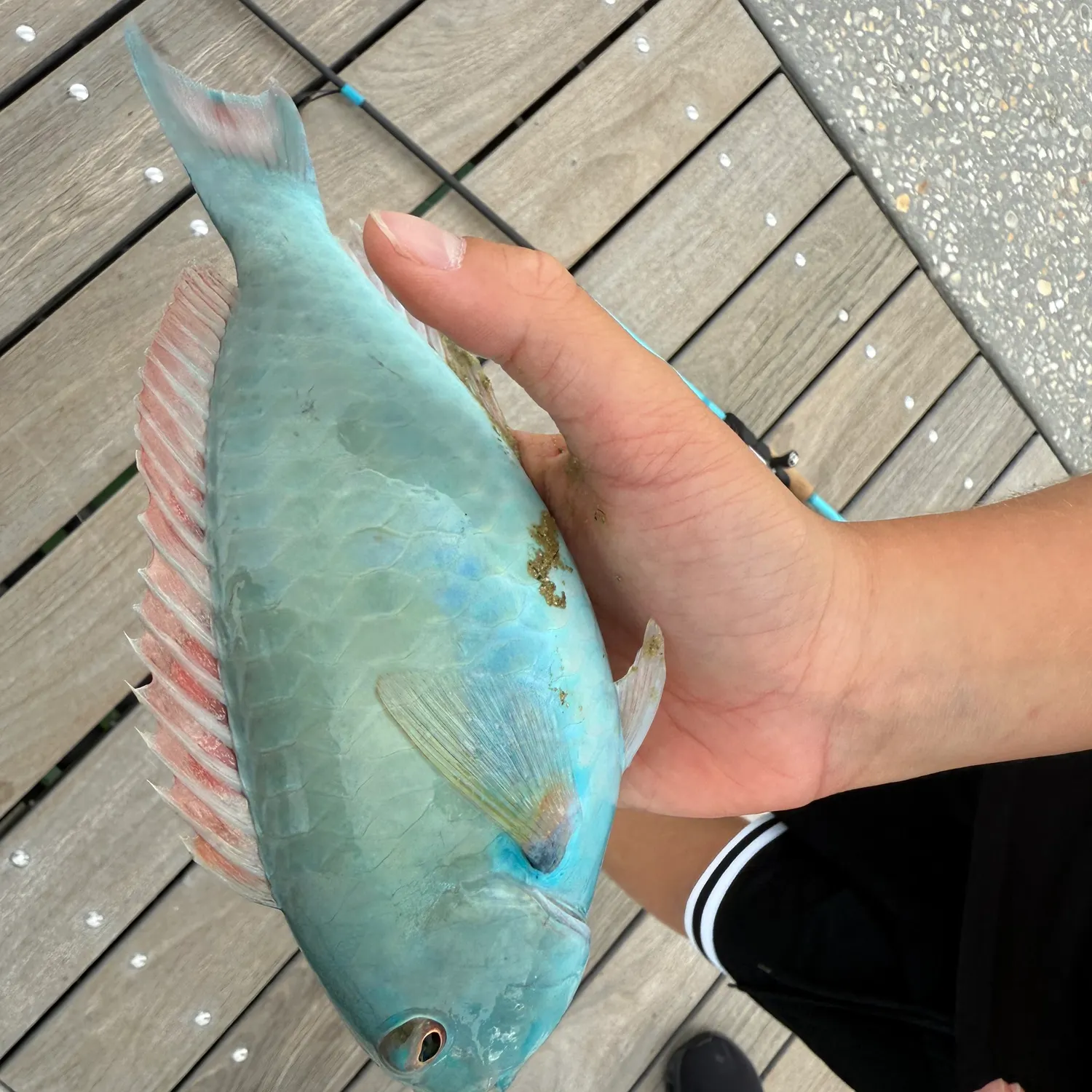 The most recent Redtail parrotfish catches on Fishbrain