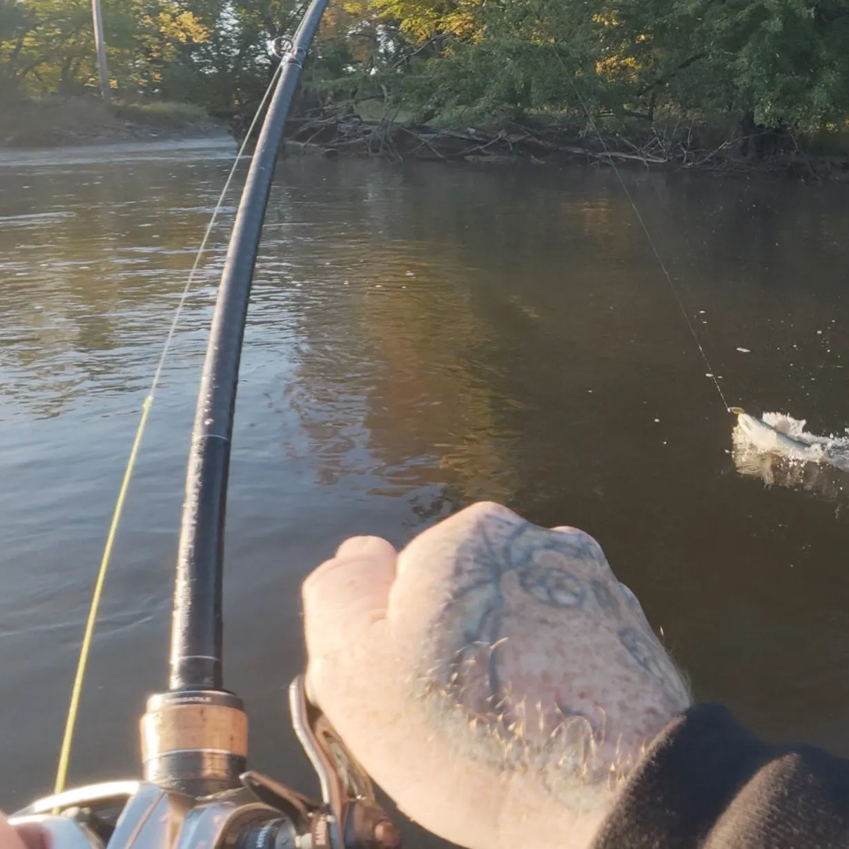 Smallmouth bass caught on Fishbrain