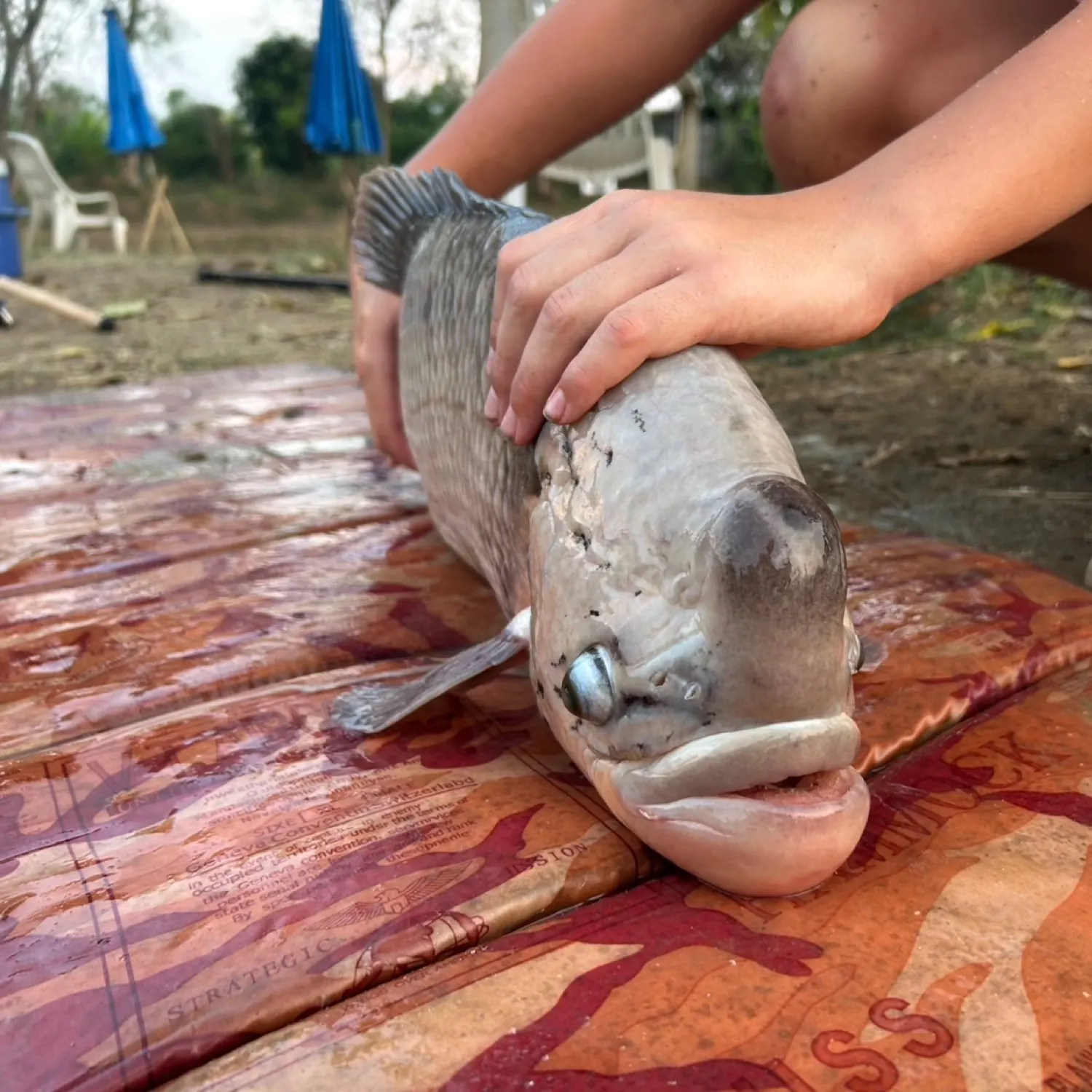 The most recent Giant gourami catches on Fishbrain