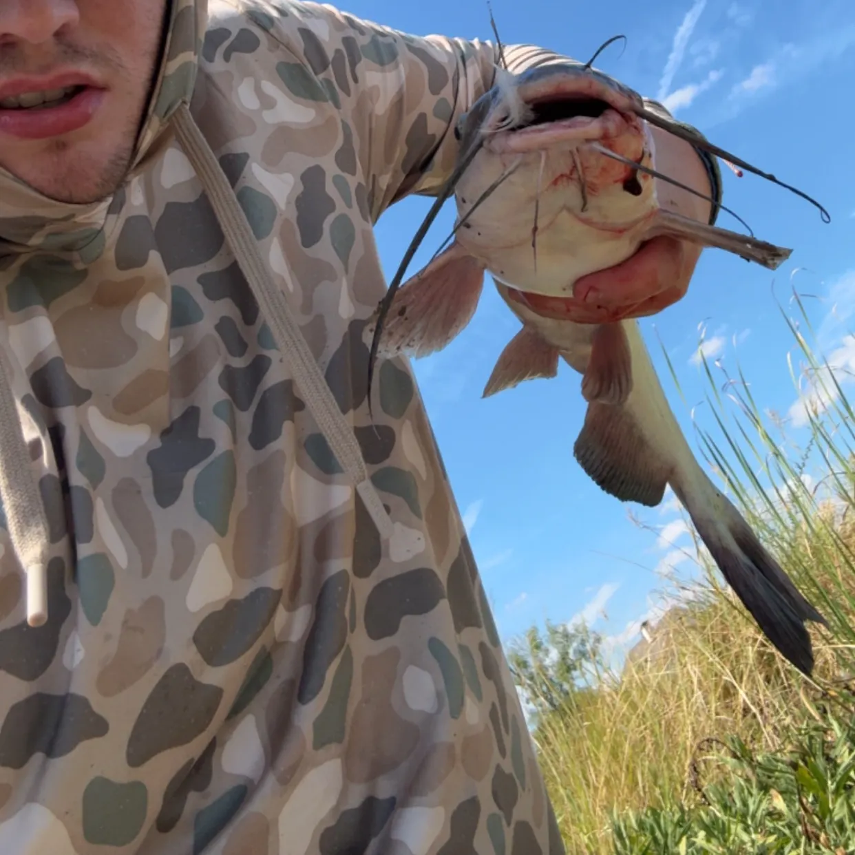 Channel catfish caught on Fishbrain