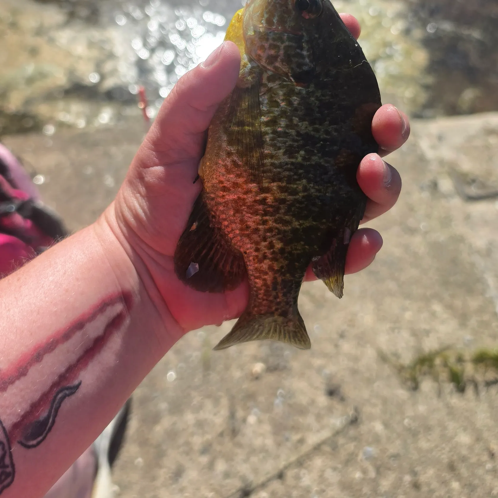 recently logged catches