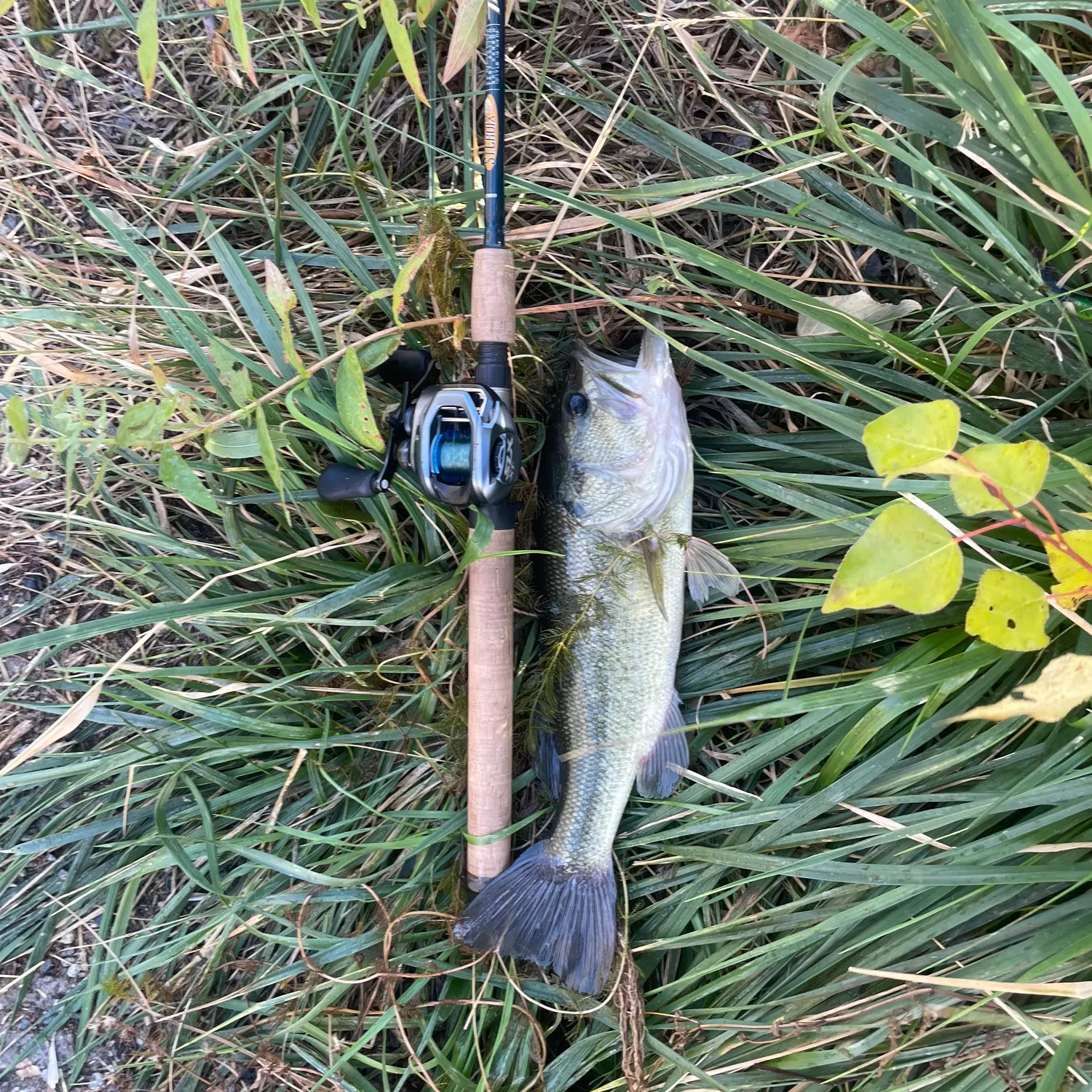 Largemouth bass caught on Fishbrain