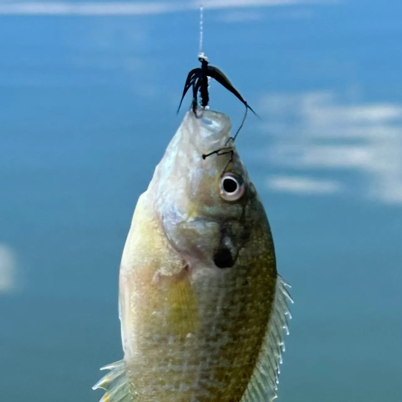 Bluegill caught on Fishbrain