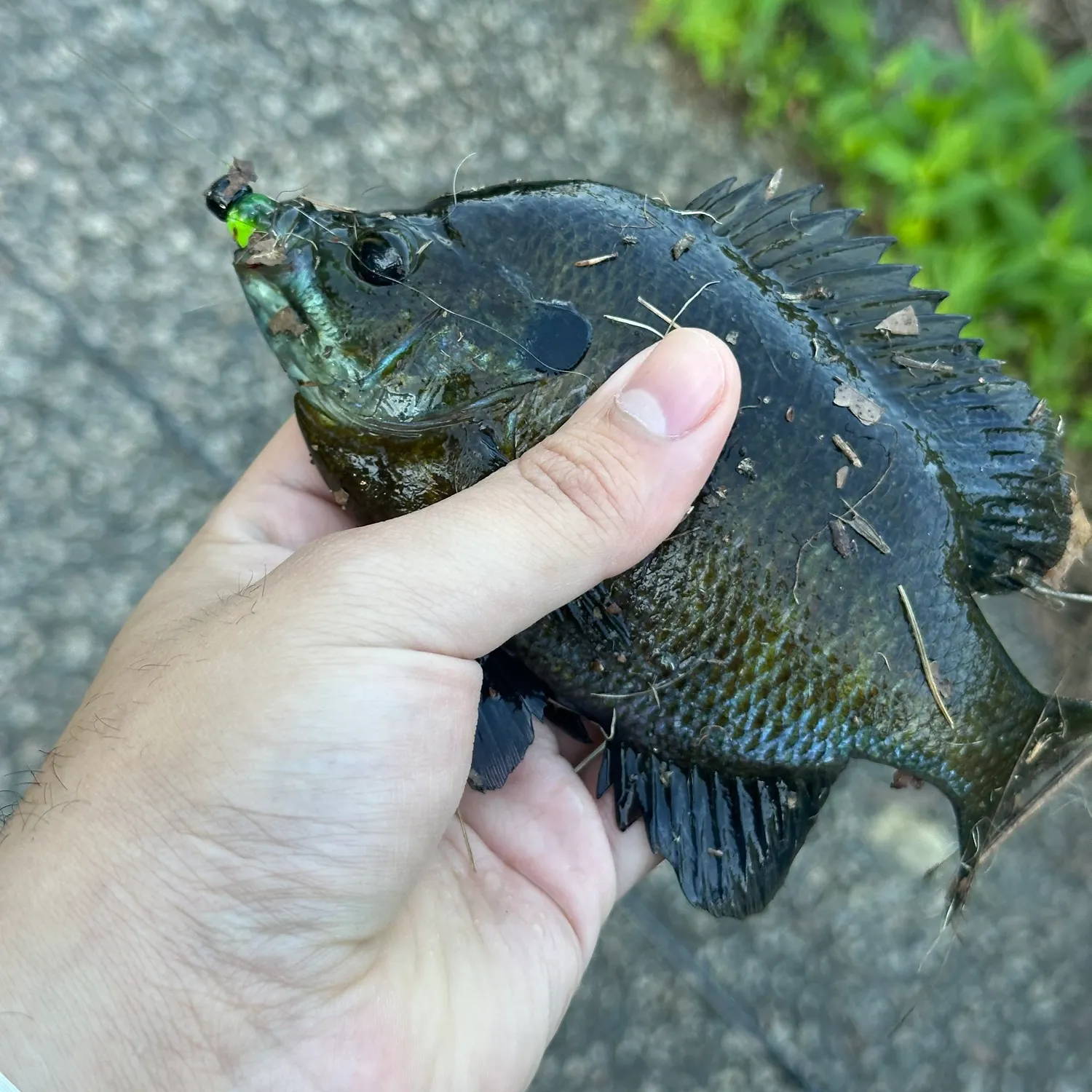 catch