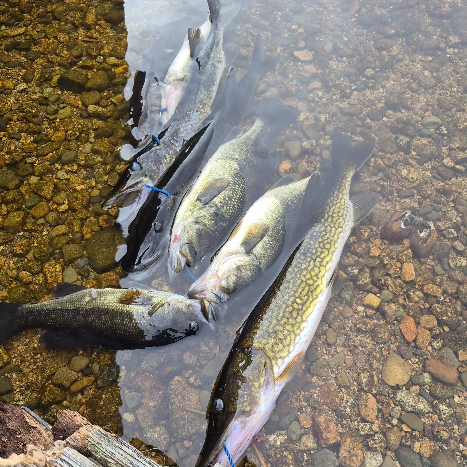 Chain pickerel caught on Fishbrain