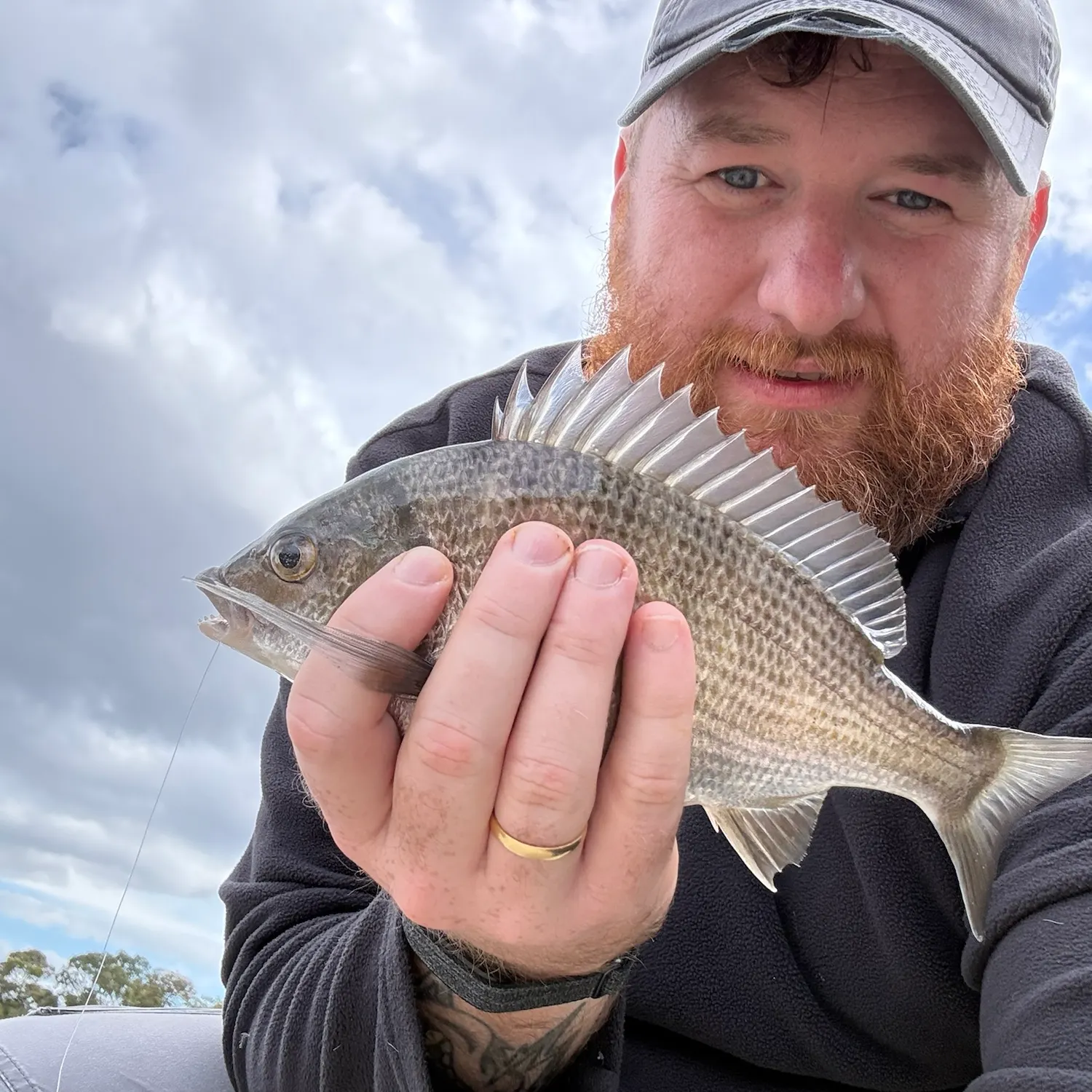 Southern black bream caught on Fishbrain