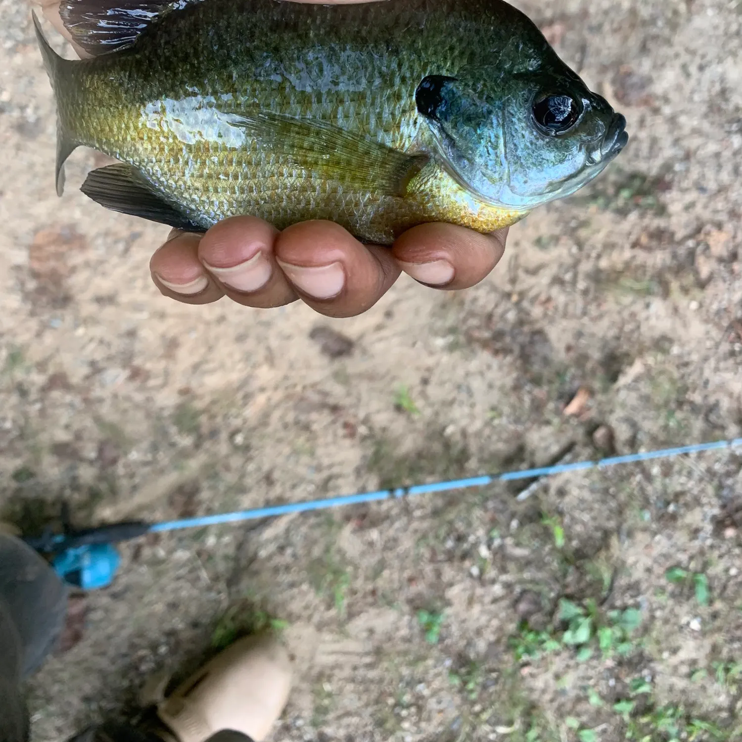 Bluegill caught on Fishbrain