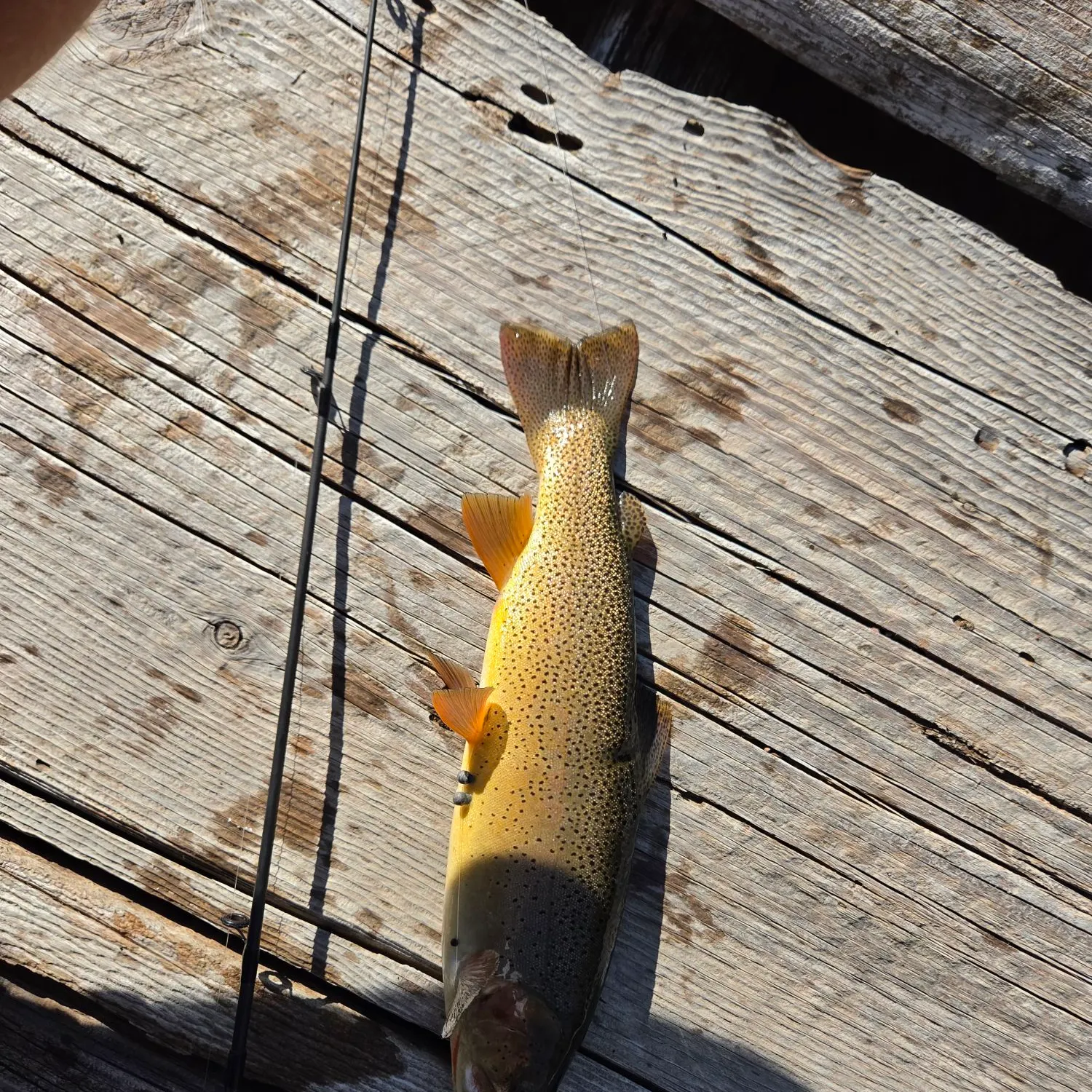 Brown trout caught on Fishbrain