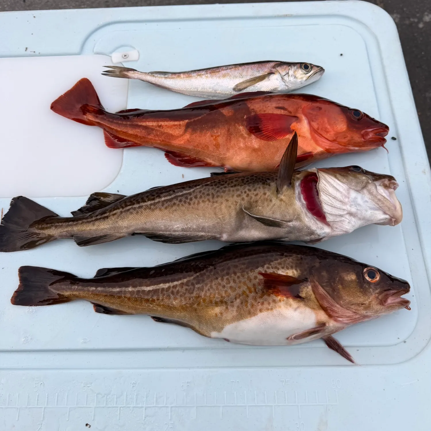 The most recent Atlantic cod catches on Fishbrain